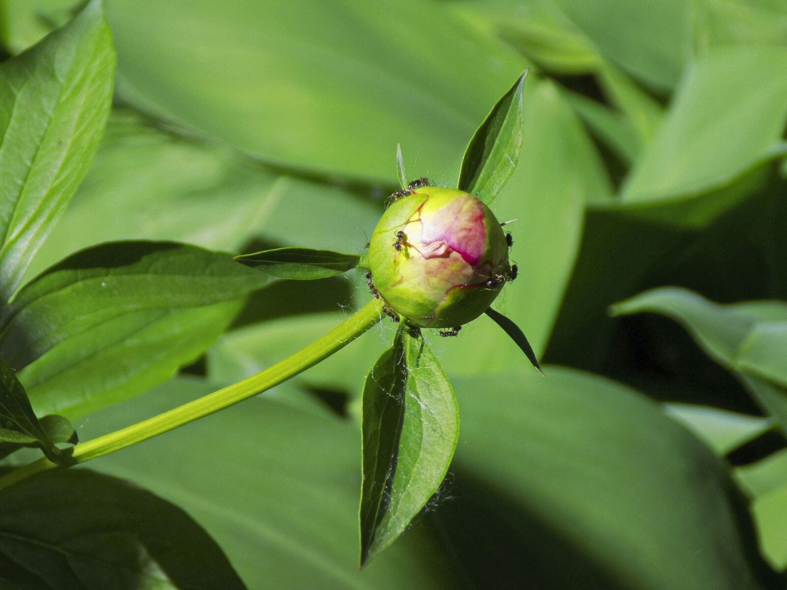 Nikon COOLPIX L330 sample photo. Peony, bud, ants photography