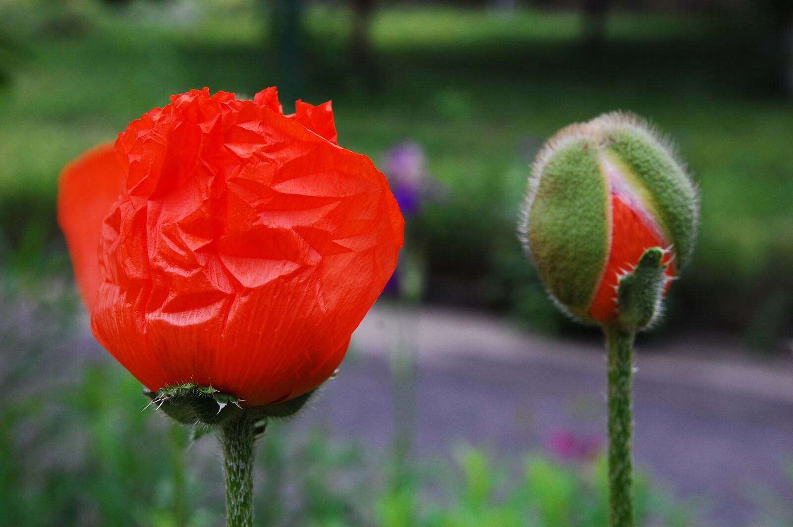 Nikon D40 sample photo. Flower, spring, nature photography