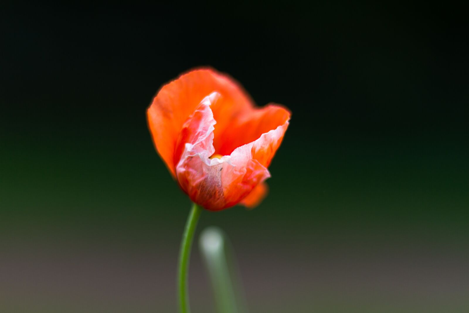 Canon EOS 7D + Canon EF 50mm F1.8 STM sample photo. Background, flower, poppy photography