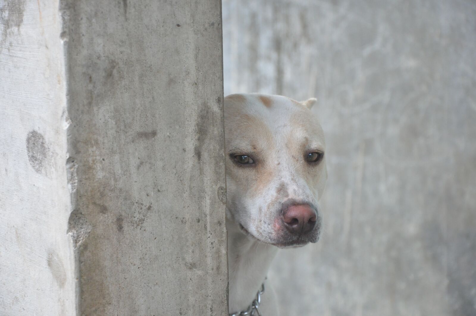Nikon D90 sample photo. Dog, pet, animal photography