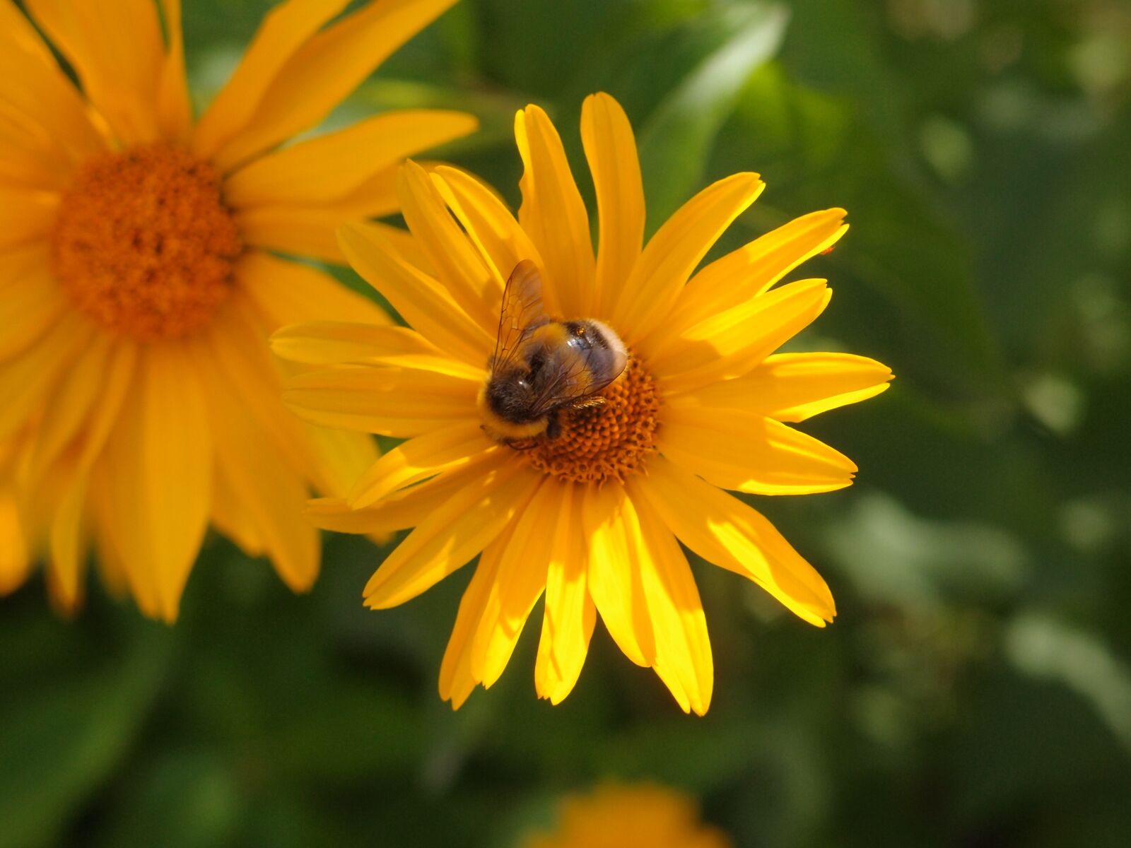 Olympus XZ-1 sample photo. Flowers, flowers yellow, insects photography