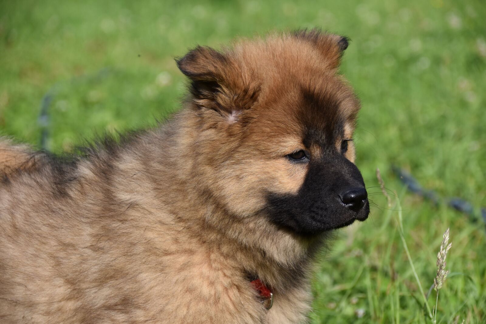 Nikon D5600 sample photo. Puppy, dog, pup photography