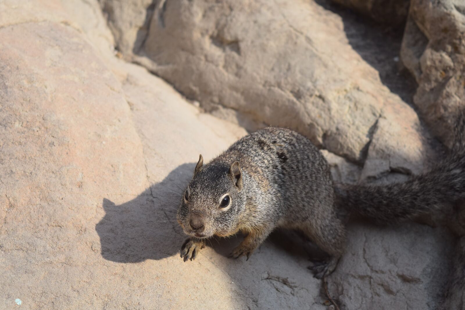 Nikon D3300 sample photo. Squirrel, animal, rodent photography
