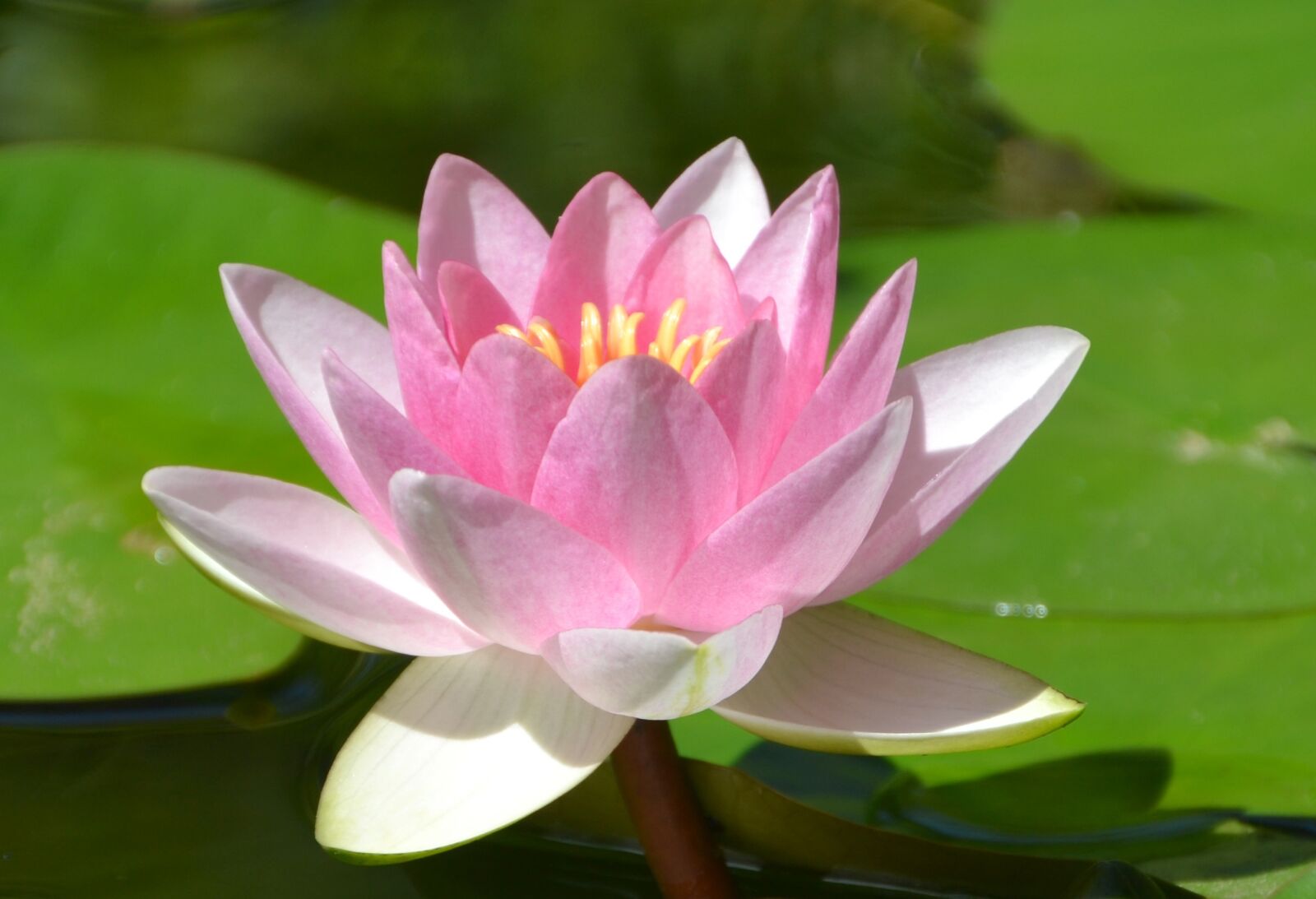 Nikon D3100 sample photo. Water lily, pink, aquatic photography
