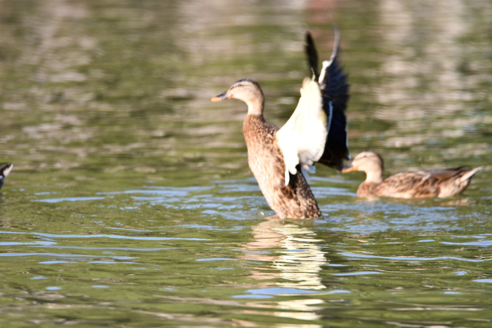 Nikon D7500 sample photo. Duck, water, lake photography