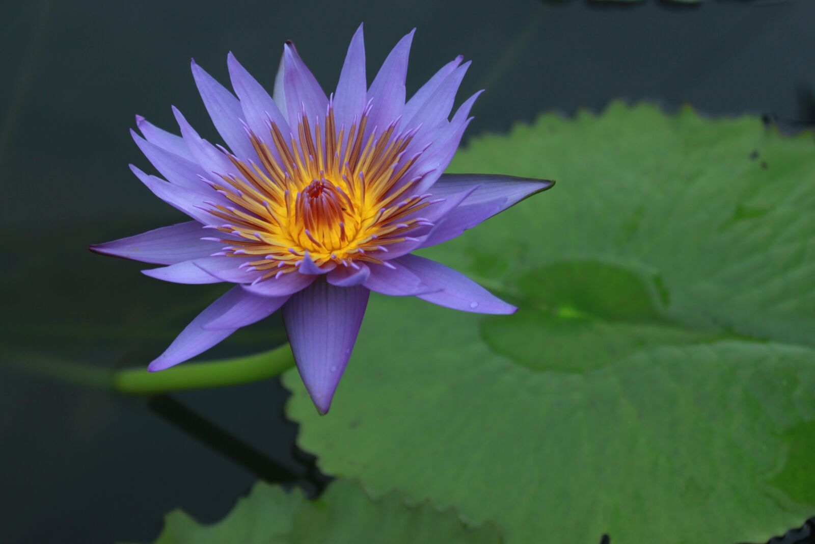Canon EOS 500D (EOS Rebel T1i / EOS Kiss X3) sample photo. Kite, lotus, water lilies photography