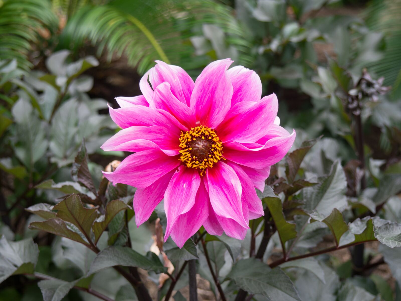 Olympus OM-D E-M10 sample photo. Outdoors, environment, green photography