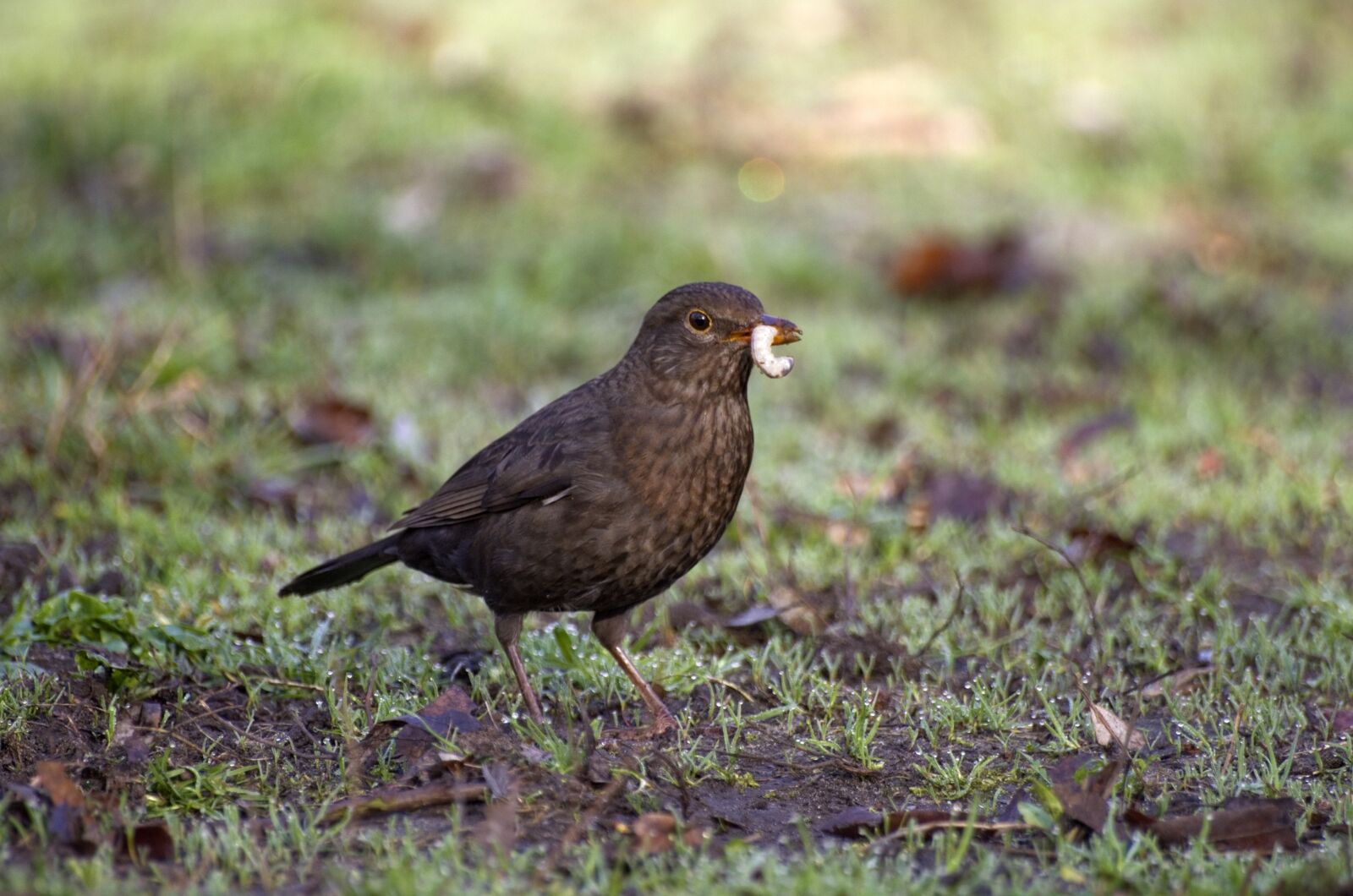 Pentax K-30 sample photo. Blackbird, worm, food photography