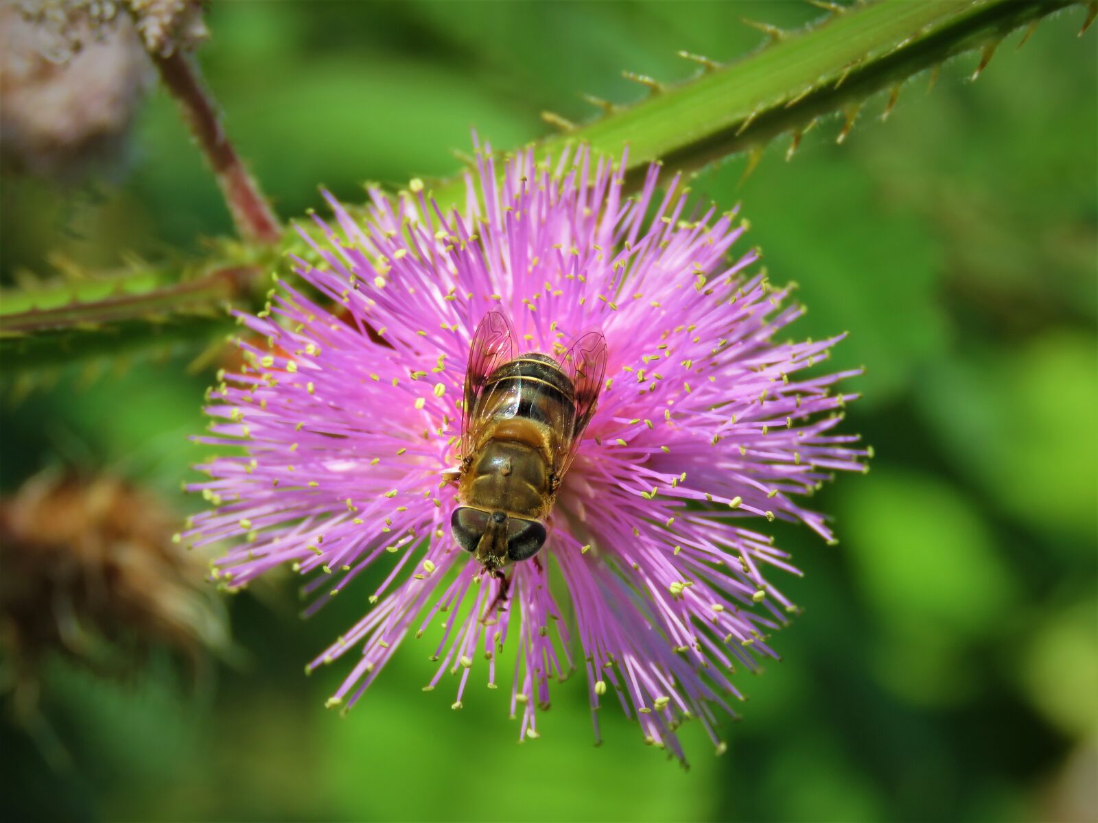 Canon PowerShot SX60 HS sample photo. Bee, flower, bloom photography