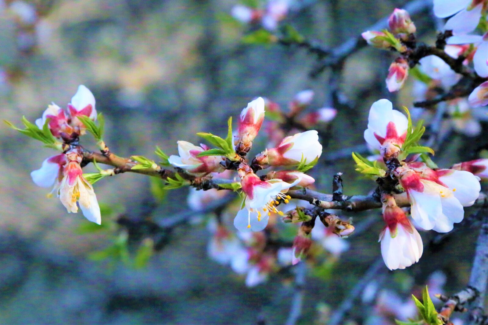 Canon EF 24-105mm F4L IS USM sample photo. Flower, bud, spring photography
