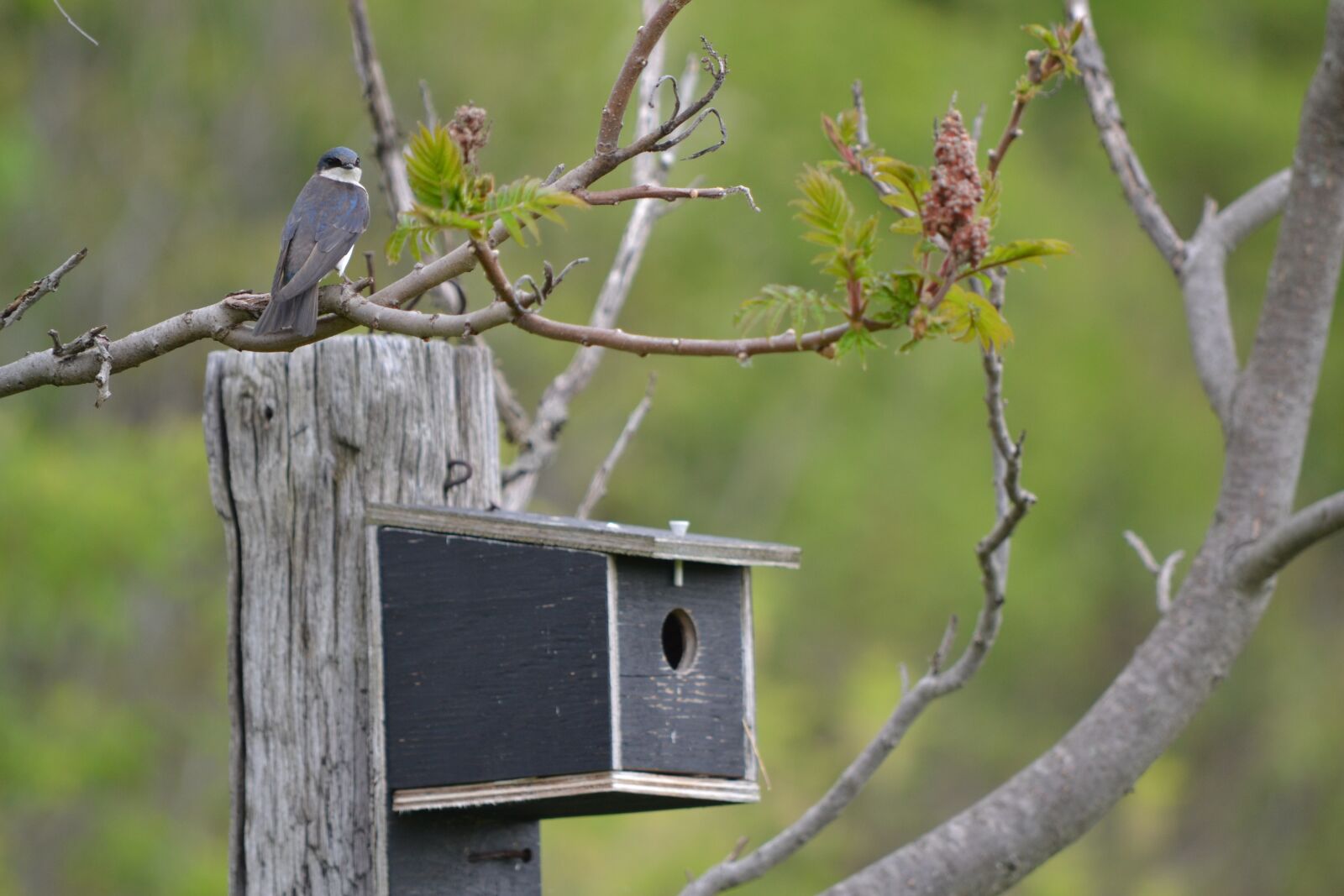 Nikon D3100 sample photo. Swallow, birdhouse, canada photography