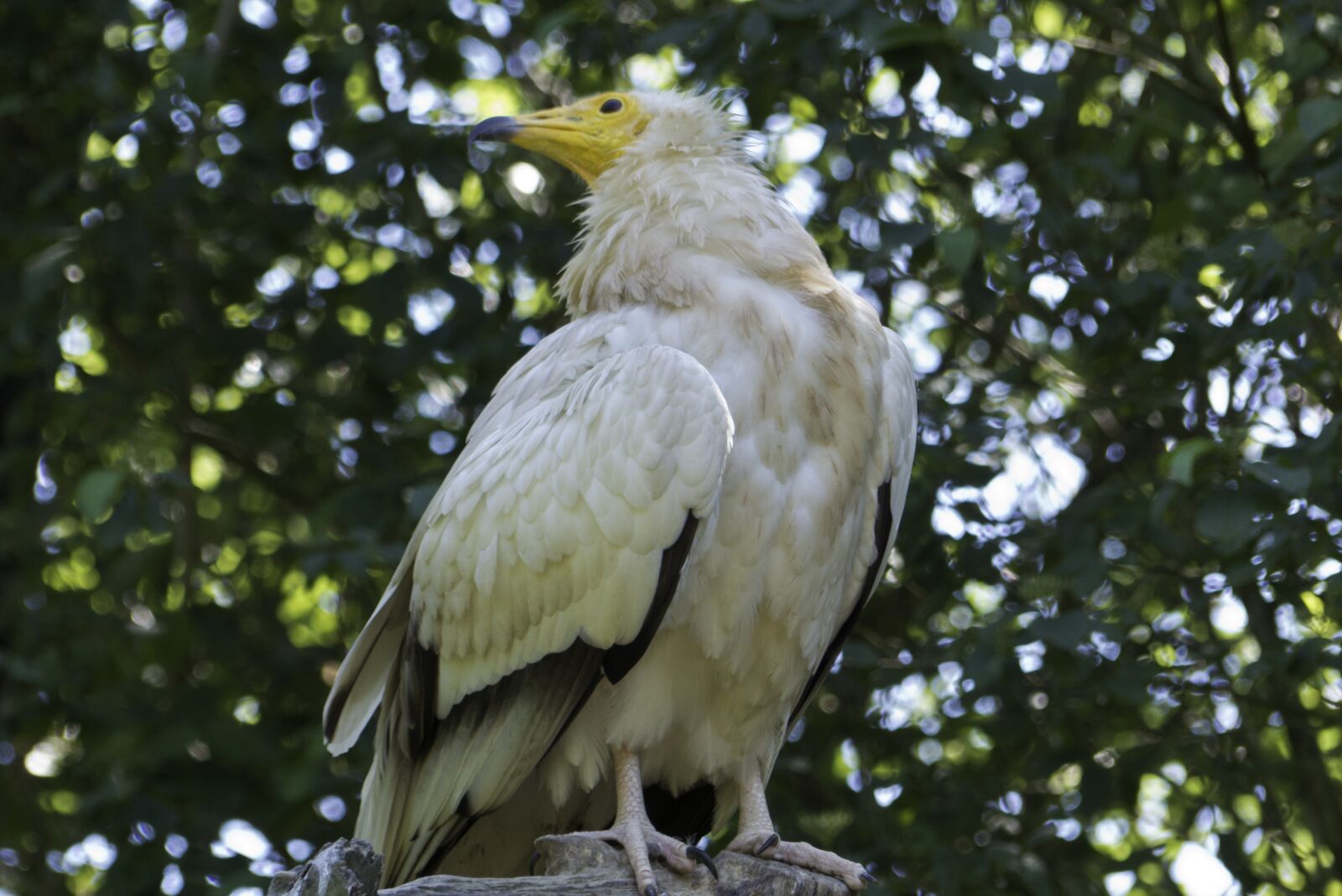 Panasonic Lumix DMC-FZ200 sample photo. Birds, colored feathers, nature photography