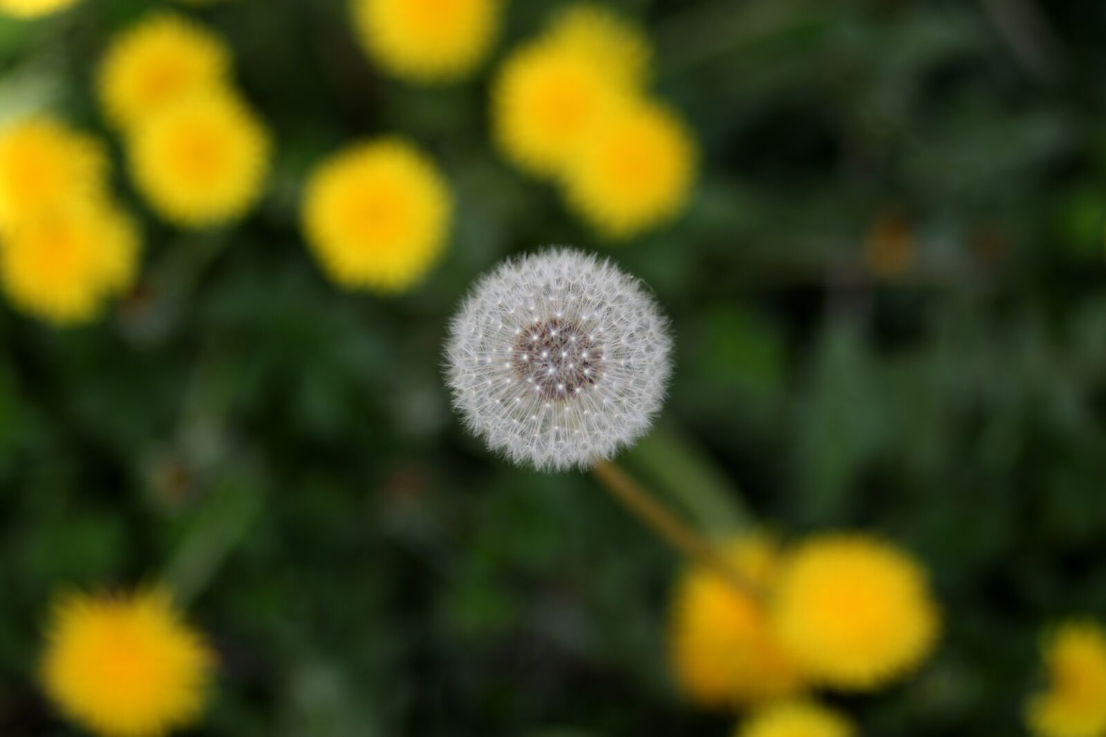 Canon EOS 700D (EOS Rebel T5i / EOS Kiss X7i) + Canon EF 85mm F1.8 USM sample photo. Dandelion, down, yellow photography