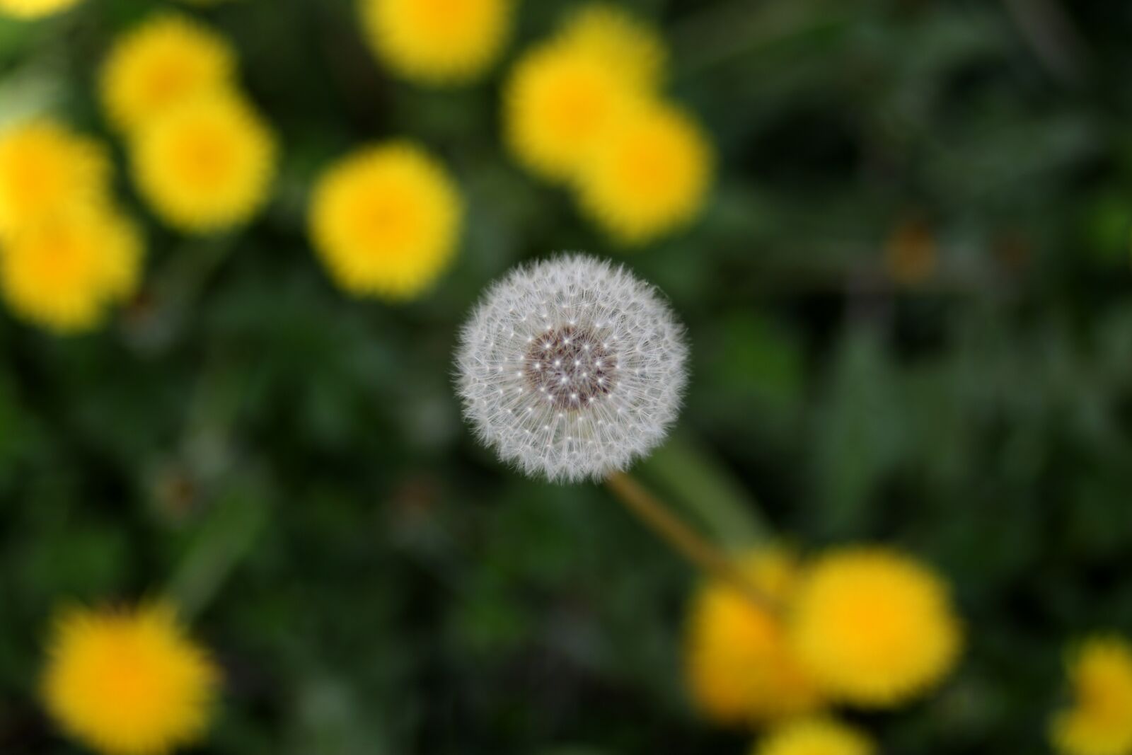 Canon EF 85mm F1.8 USM sample photo. Dandelion, down, yellow photography