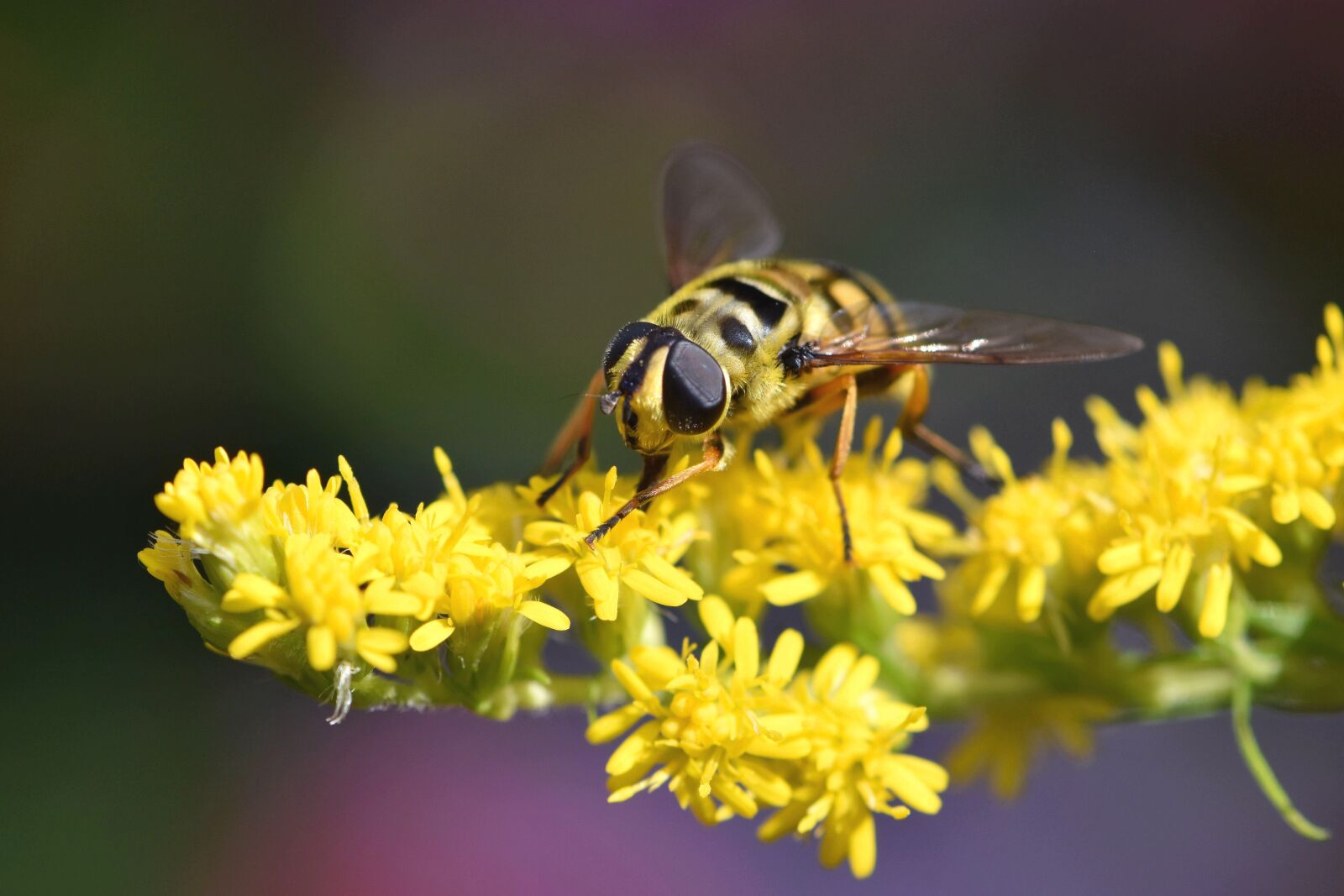 Nikon D5600 sample photo. Bee, honey bee, insect photography