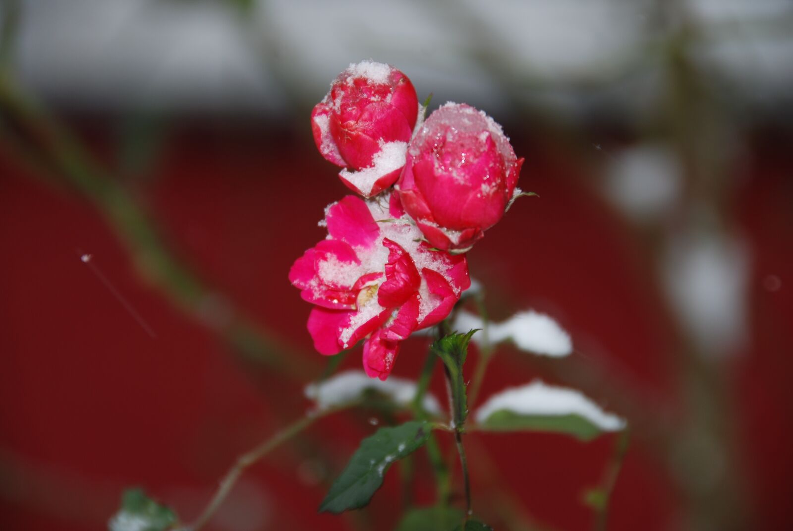 Nikon D80 sample photo. Nature, flower, plant photography