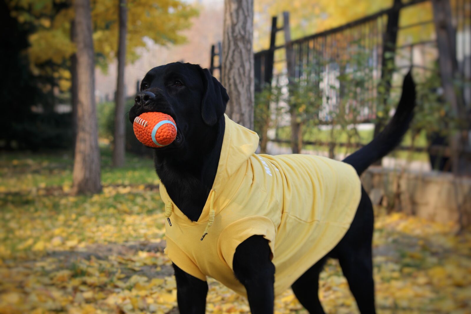 Canon EOS 1200D (EOS Rebel T5 / EOS Kiss X70 / EOS Hi) sample photo. Ginkgo, labrador, the gripper photography
