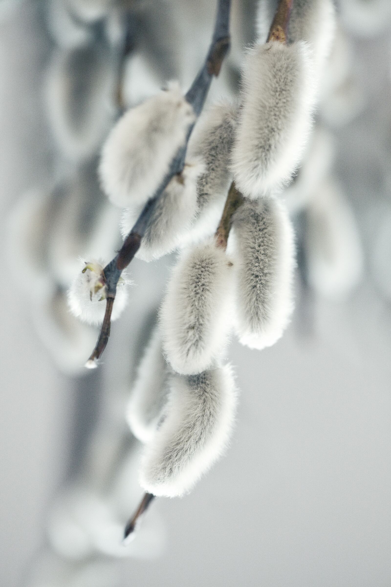 Canon EOS 5D Mark II sample photo. Spring, the basis of photography