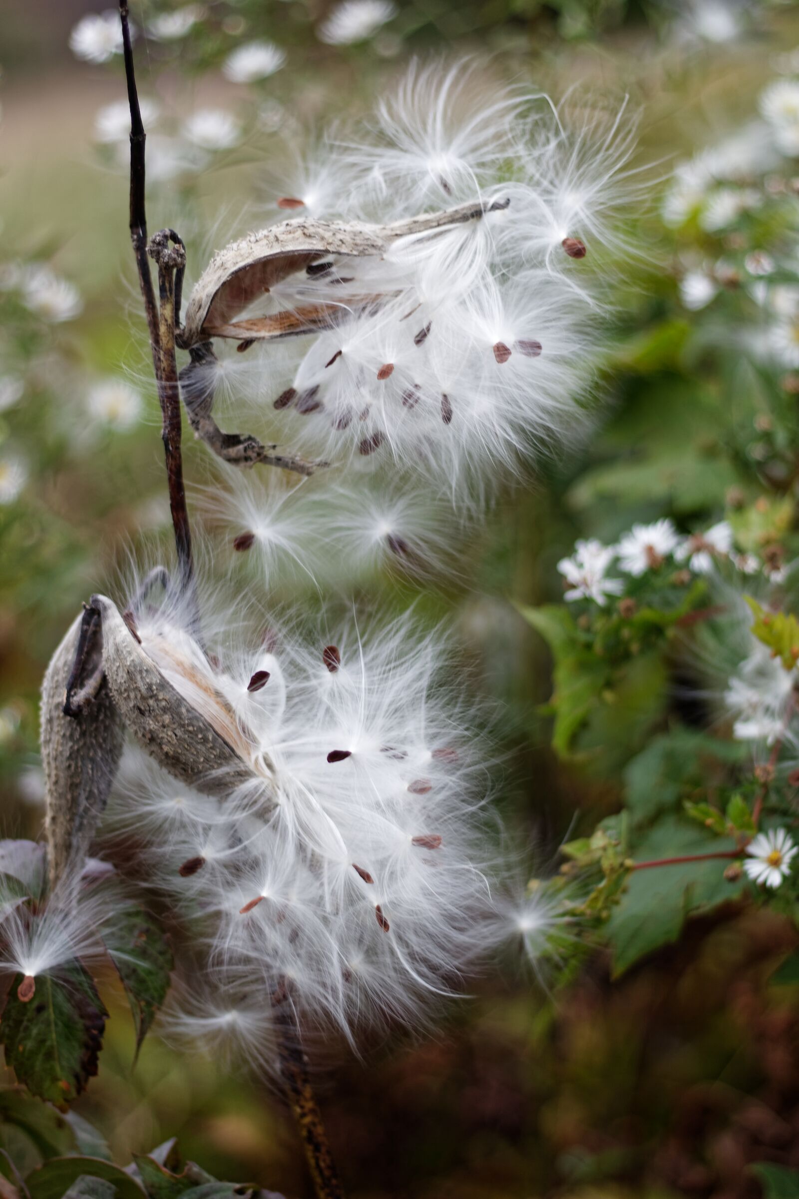 Canon EF 50mm F1.8 STM sample photo. Milkweed, seeds, plants photography