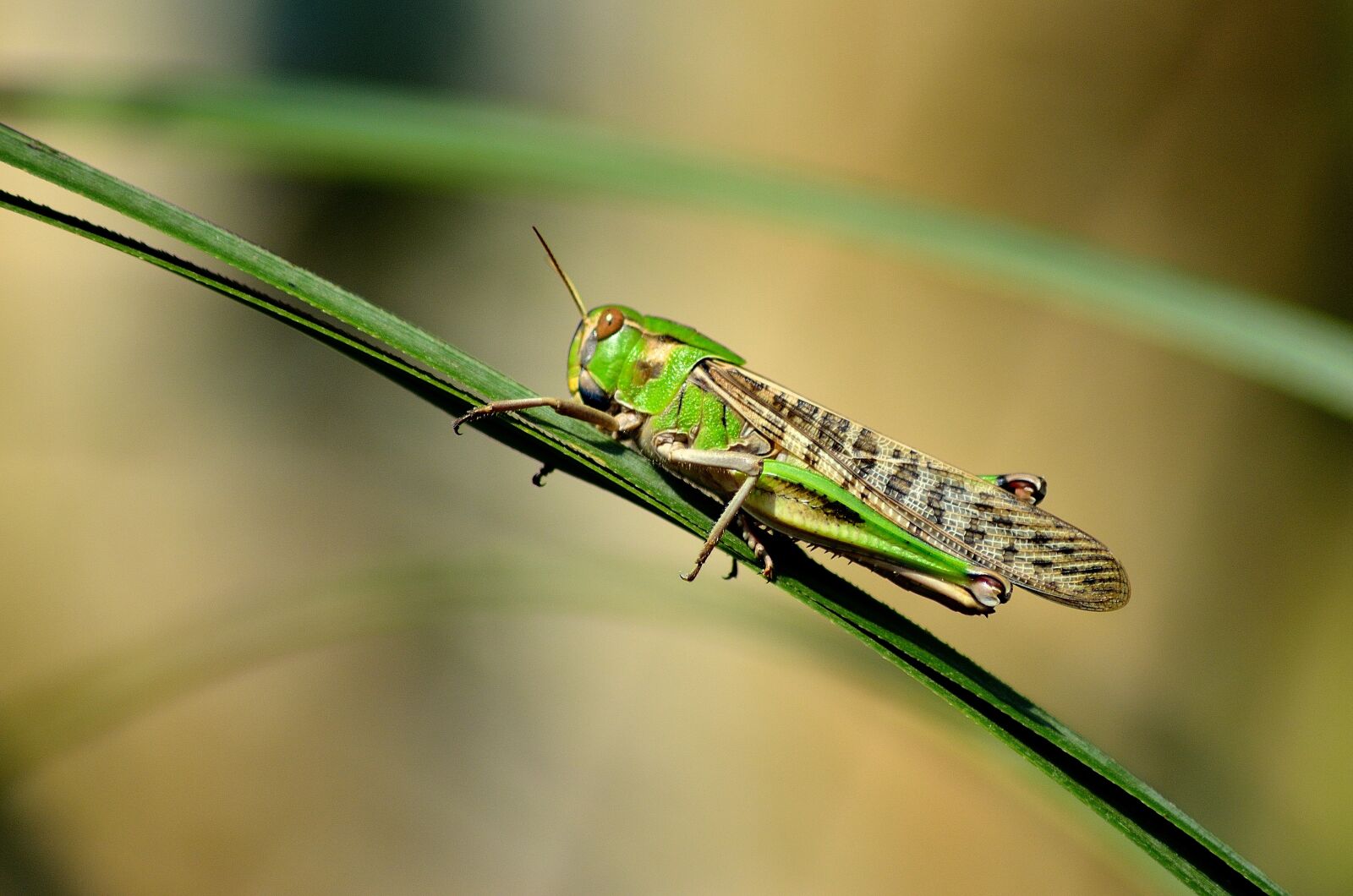 Nikon D5100 sample photo. Nature, insects, grasshopper photography