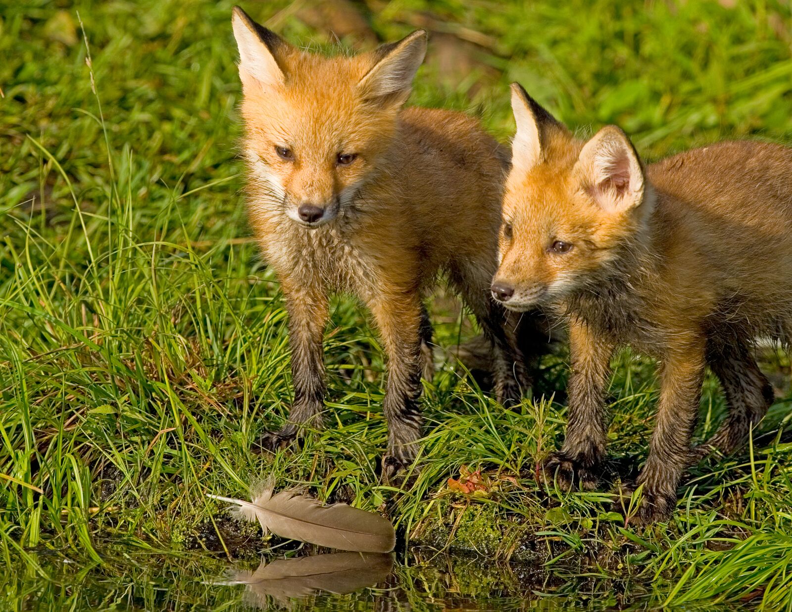 Nikon D200 sample photo. Wildlife, fox, nature photography