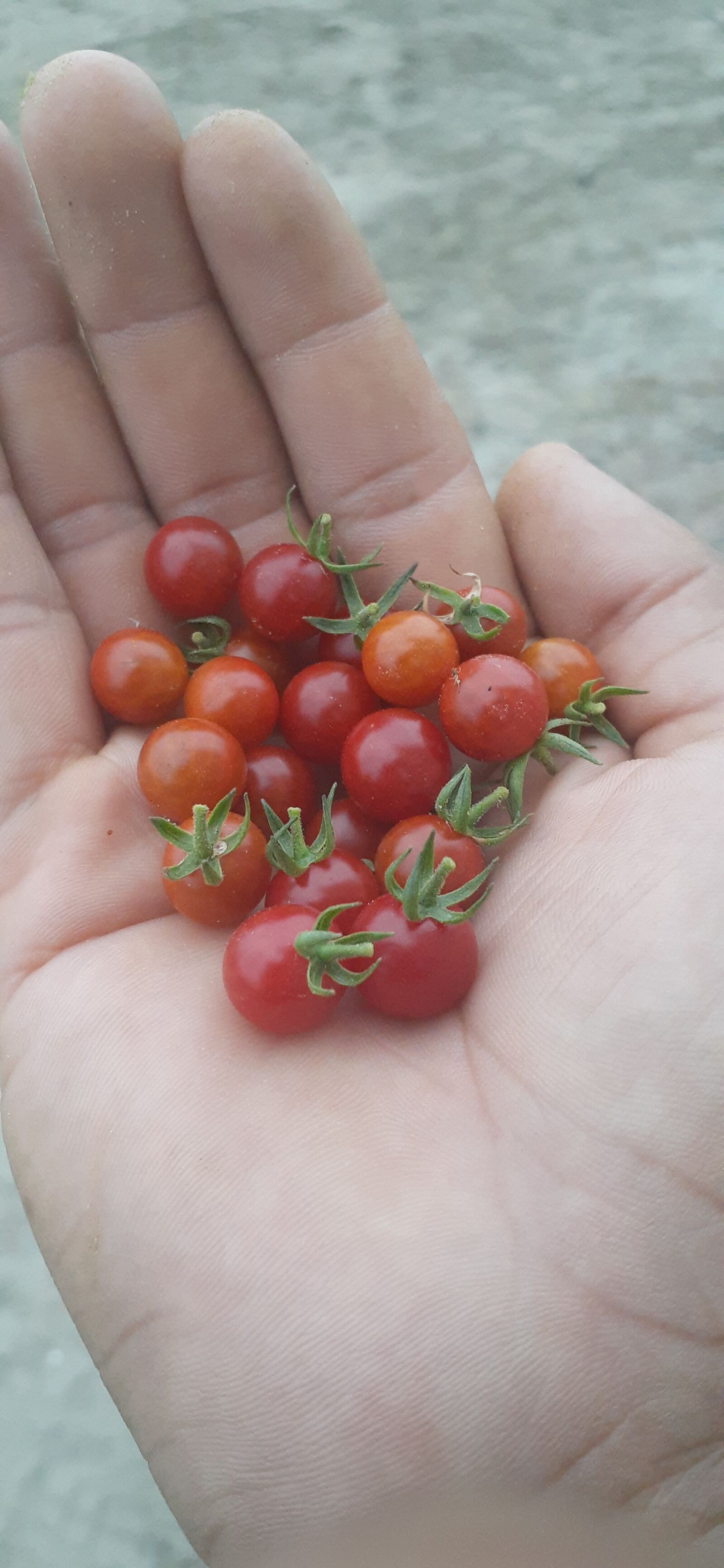 Samsung Galaxy A20 sample photo. Tomato, red, fruit photography