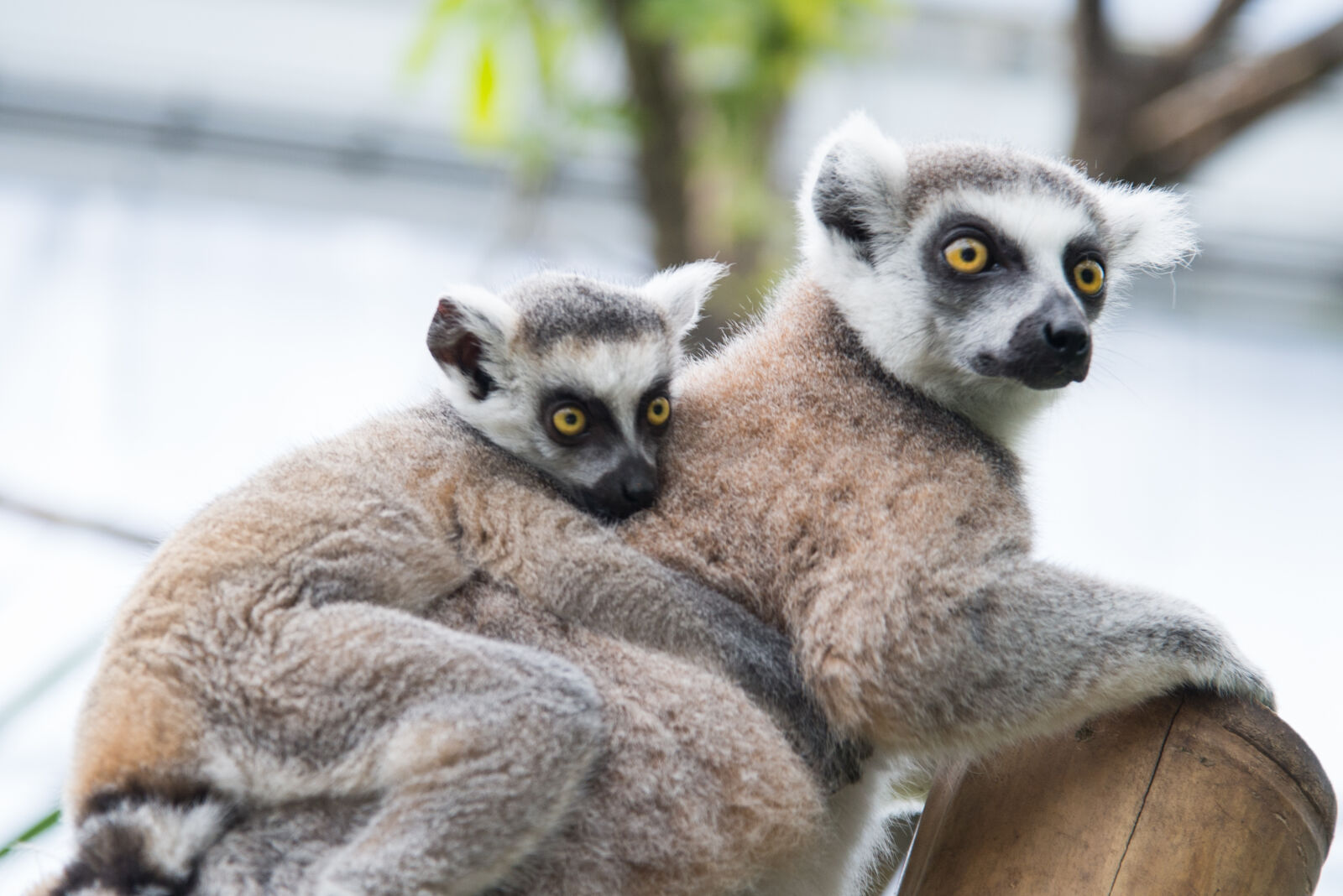 Nikon D600 sample photo. Animal, animal, photography, blur photography