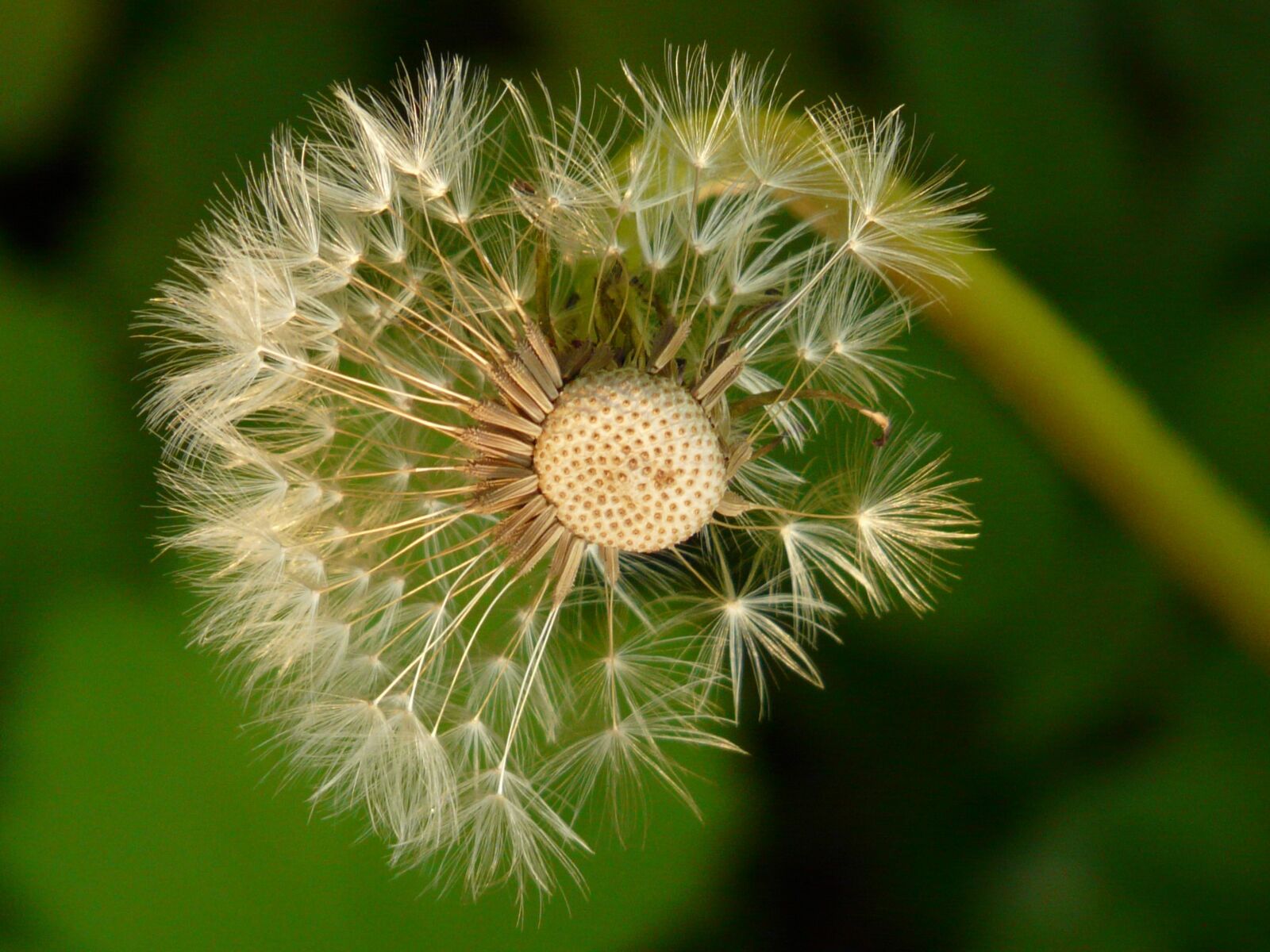 Panasonic DMC-FZ18 sample photo. Dandelion, seeds, flower photography