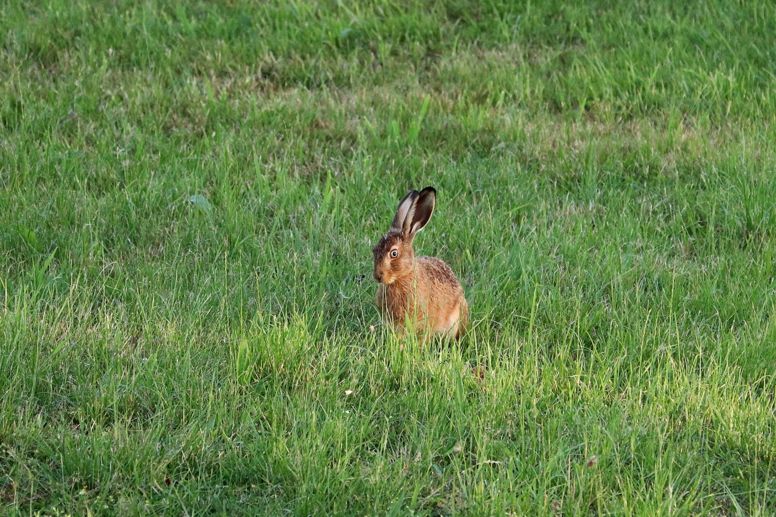 Canon EF 70-300 F4-5.6 IS II USM sample photo. Hare, rabbit, long eared photography