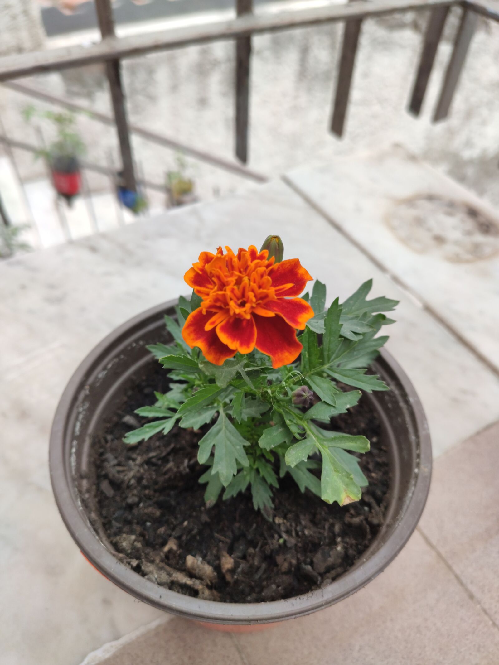 Xiaomi Mi 9T sample photo. French marigold, marigold, flower photography