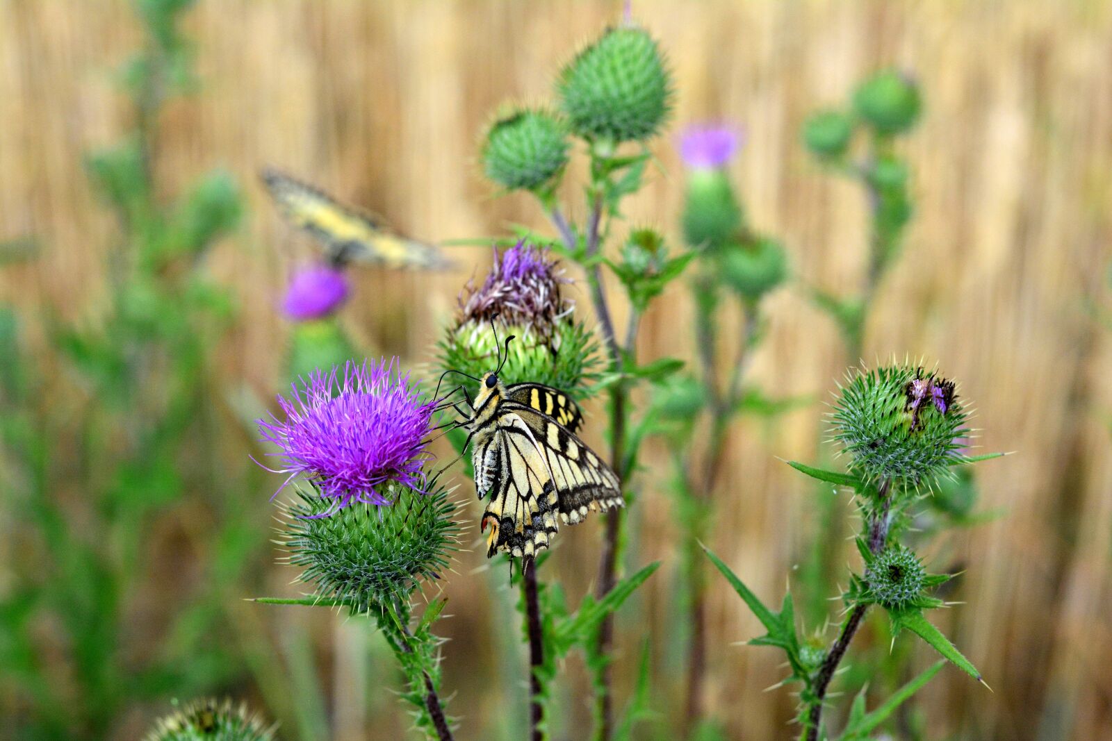 Nikon D5200 sample photo. Butterfly, dovetail, papilio photography