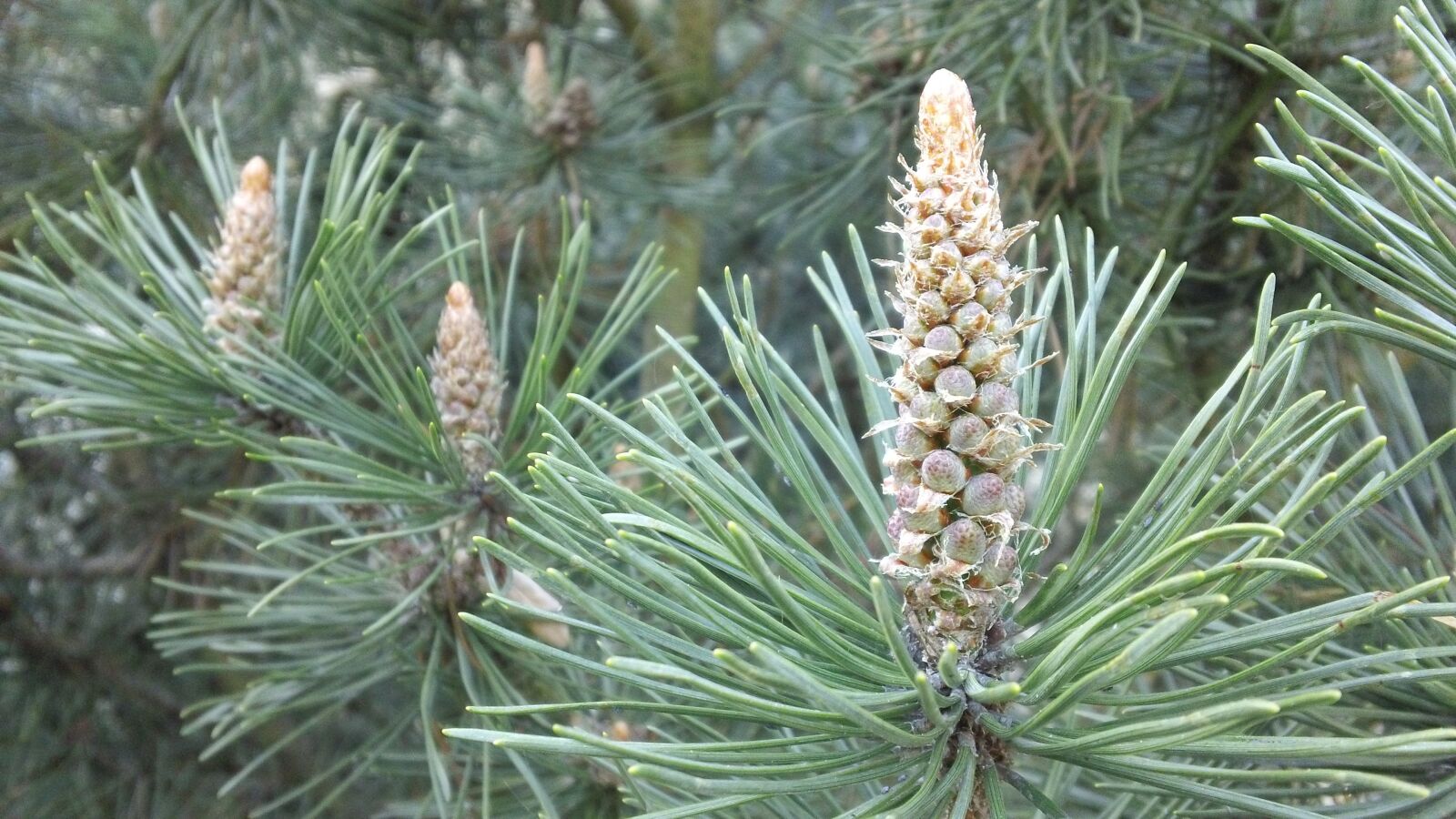Sony MHS-TS20 sample photo. Spruce, pine, forest photography