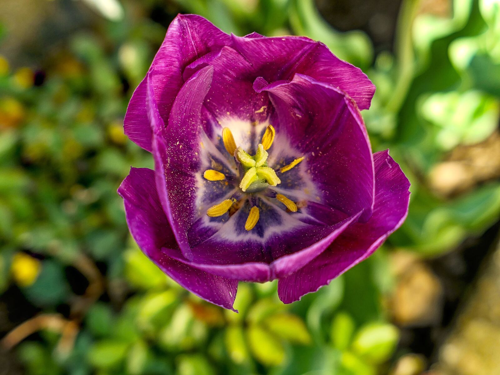 Panasonic Lumix DMC-LX10 (Lumix DMC-LX15) sample photo. Tulip, stamp, flower photography