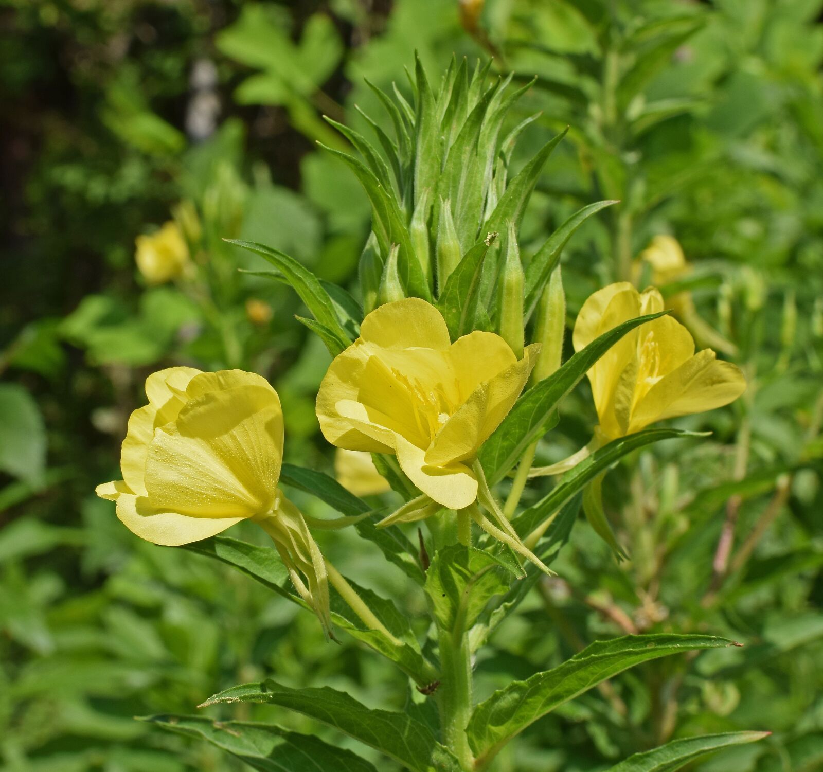 Nikon D3300 sample photo. Evening primrose, wildflower, blossom photography