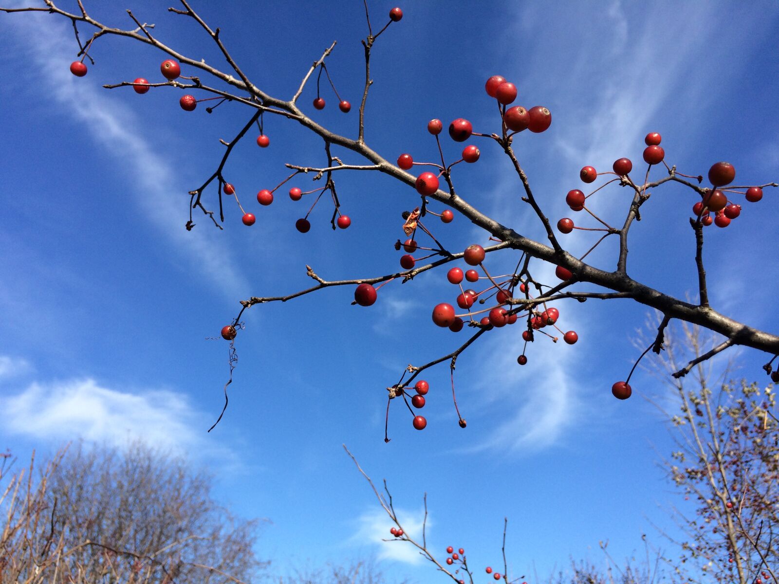 iPhone 5s back camera 4.15mm f/2.2 sample photo. Crab apples, fruit, branch photography