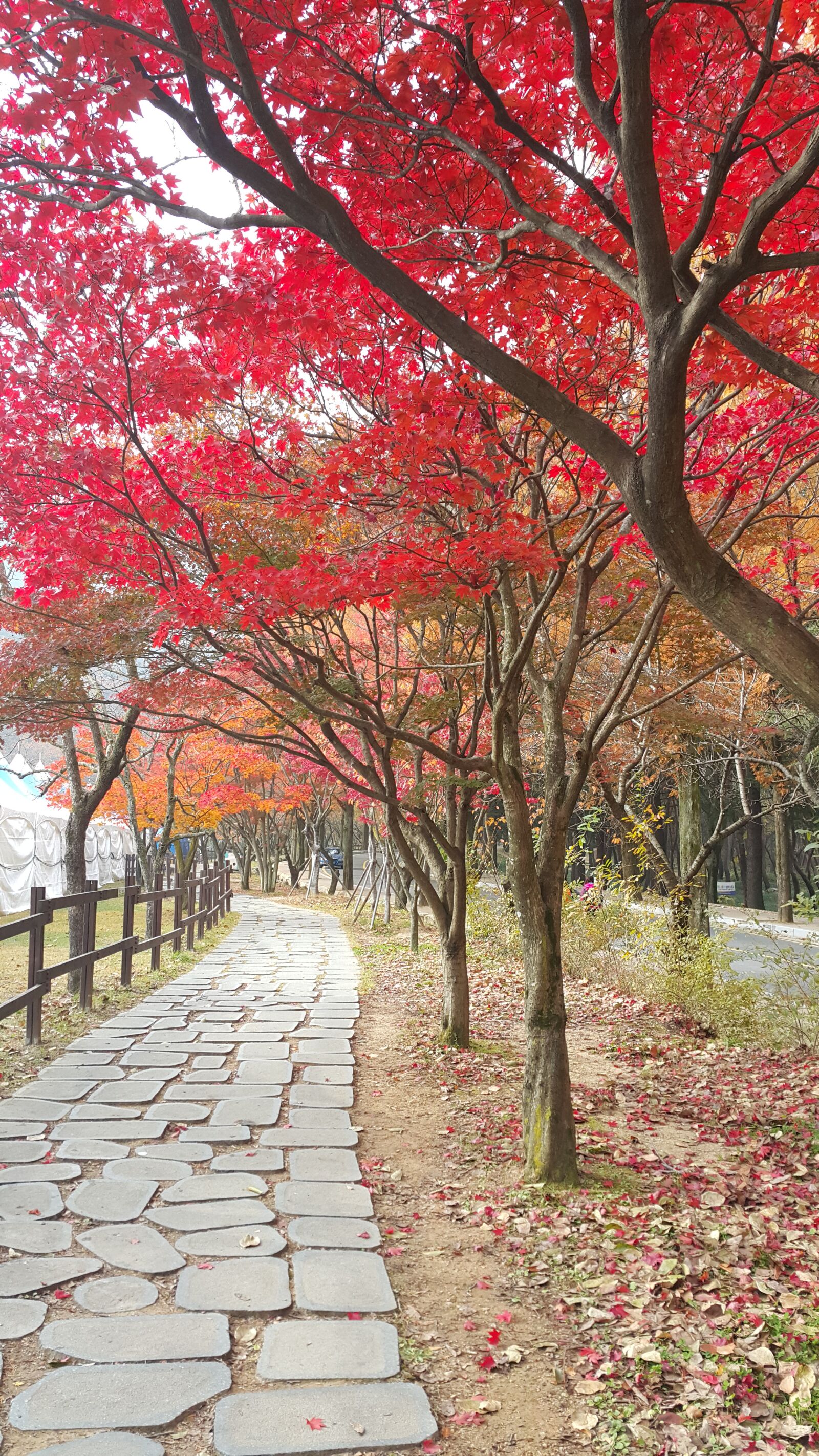 Samsung Galaxy Note4 sample photo. Gold mountain, autumn, autumn photography