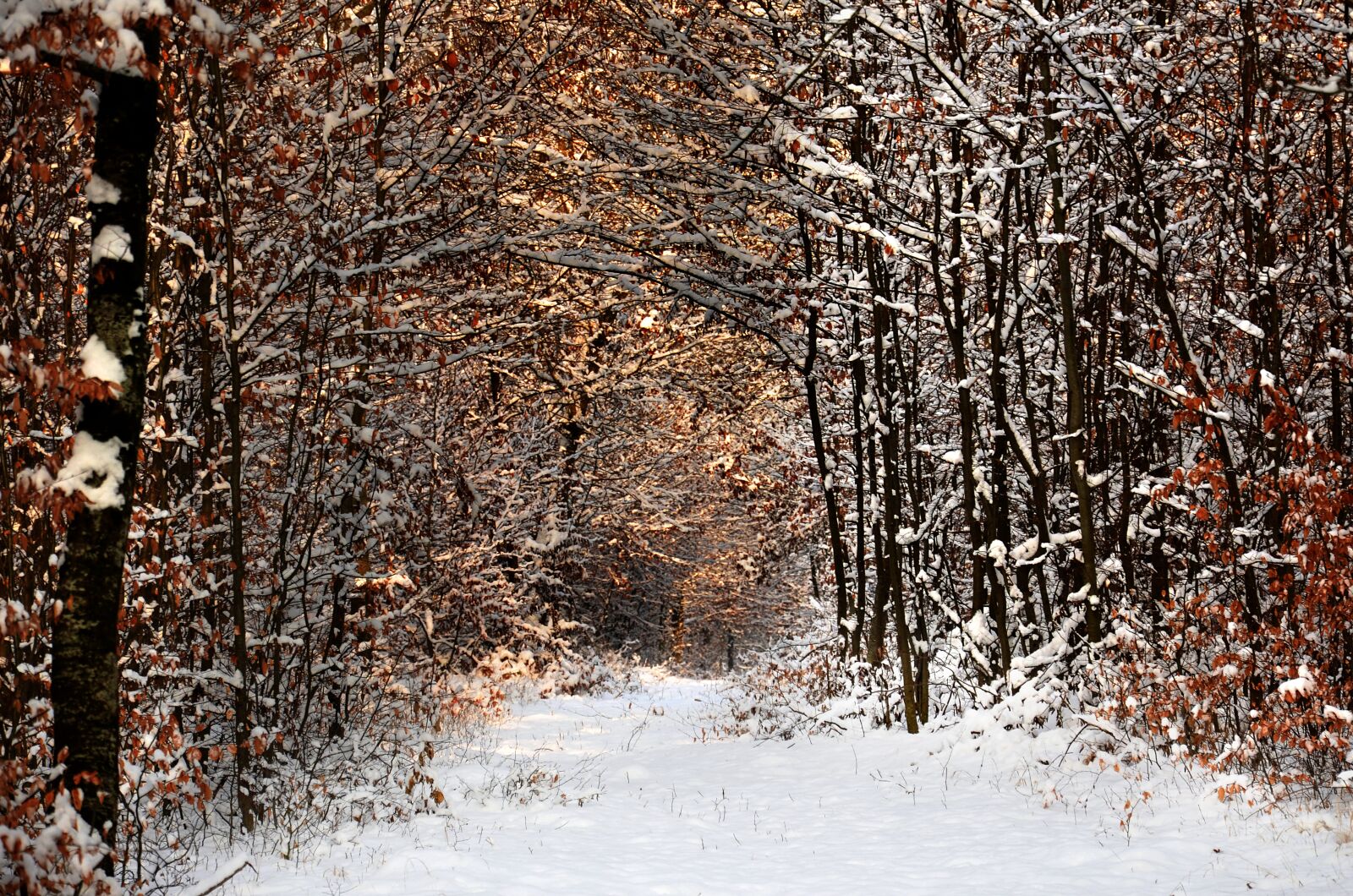 Nikon D5100 sample photo. Winter, forest, nature photography