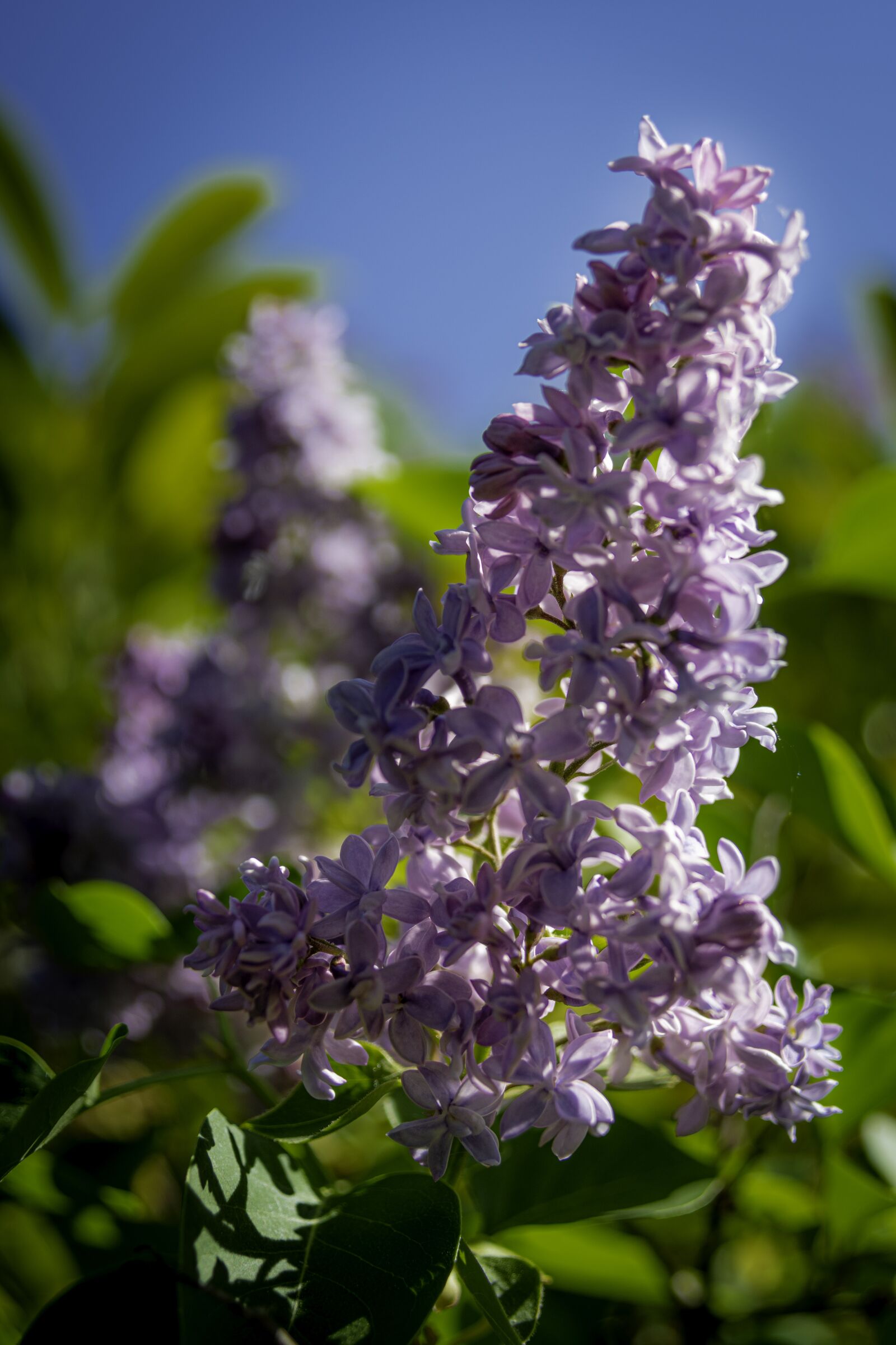 Nikon D7500 sample photo. Flowers, lilac, spring photography