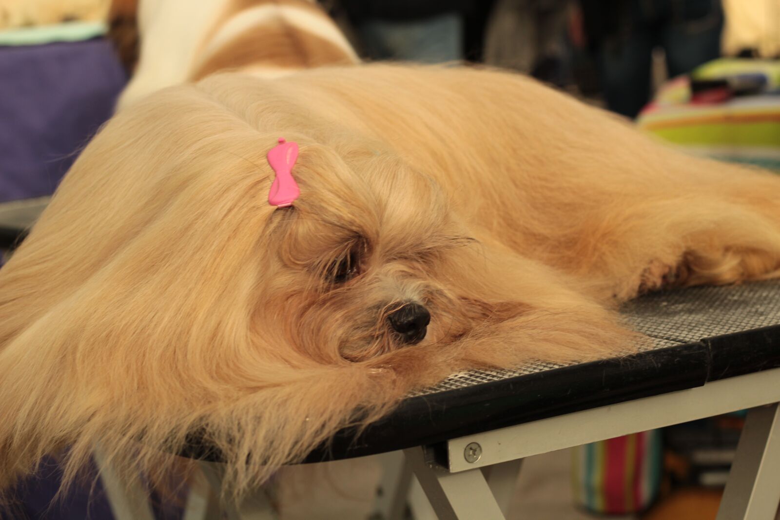 Canon EOS 600D (Rebel EOS T3i / EOS Kiss X5) + Canon EF 50mm F1.8 STM sample photo. Dogshow, dog, the breed photography