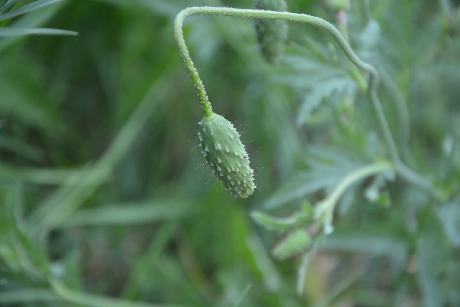 Nikon D5200 sample photo. Bud of red poppy photography