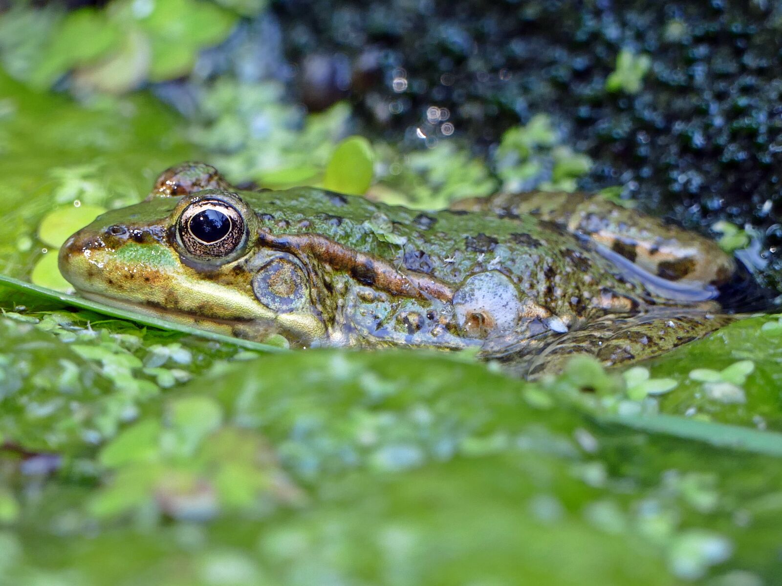 Panasonic Lumix DMC-FZ1000 sample photo. Frog, pond, water photography