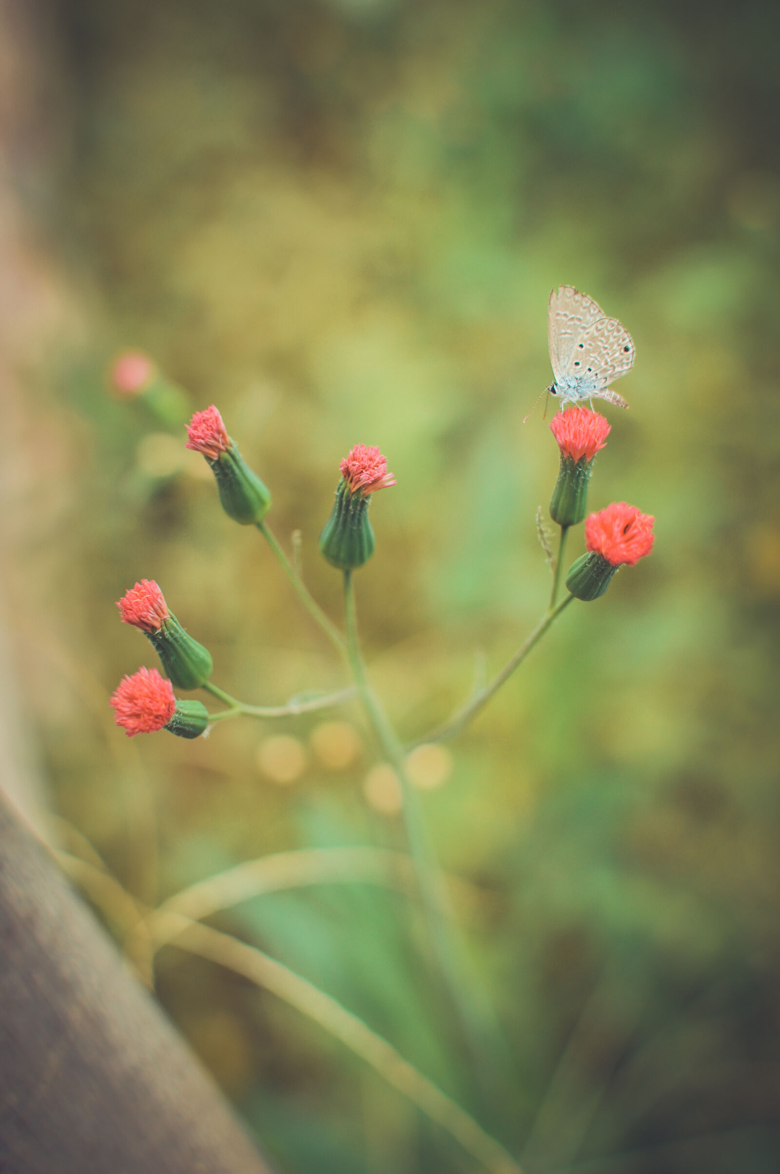Nikon D3200 + Nikon AF-S DX Nikkor 35mm F1.8G sample photo. Flowers, flower, blurred, butterfly photography