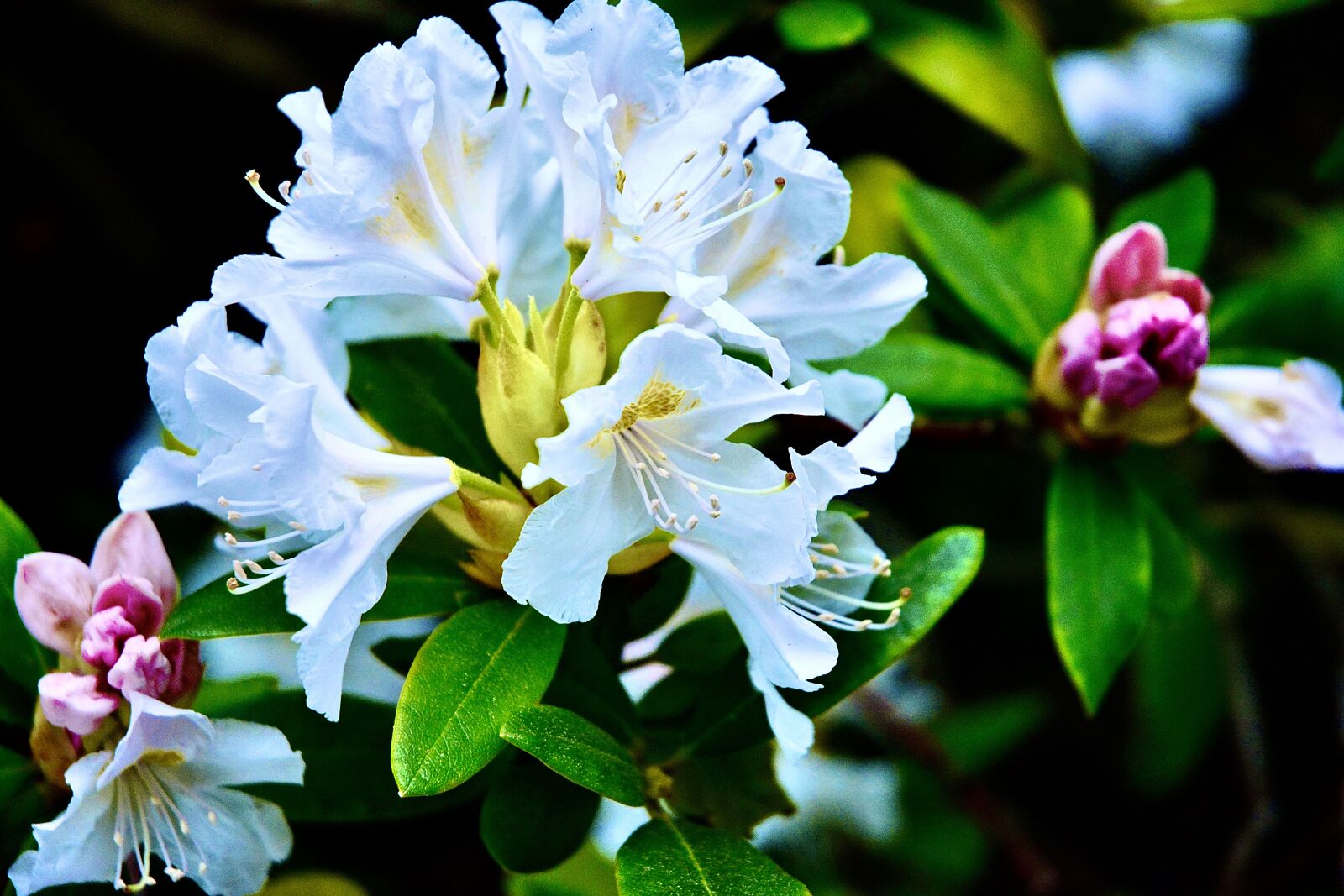 Nikon D5200 sample photo. Clear, beauty, blue photography