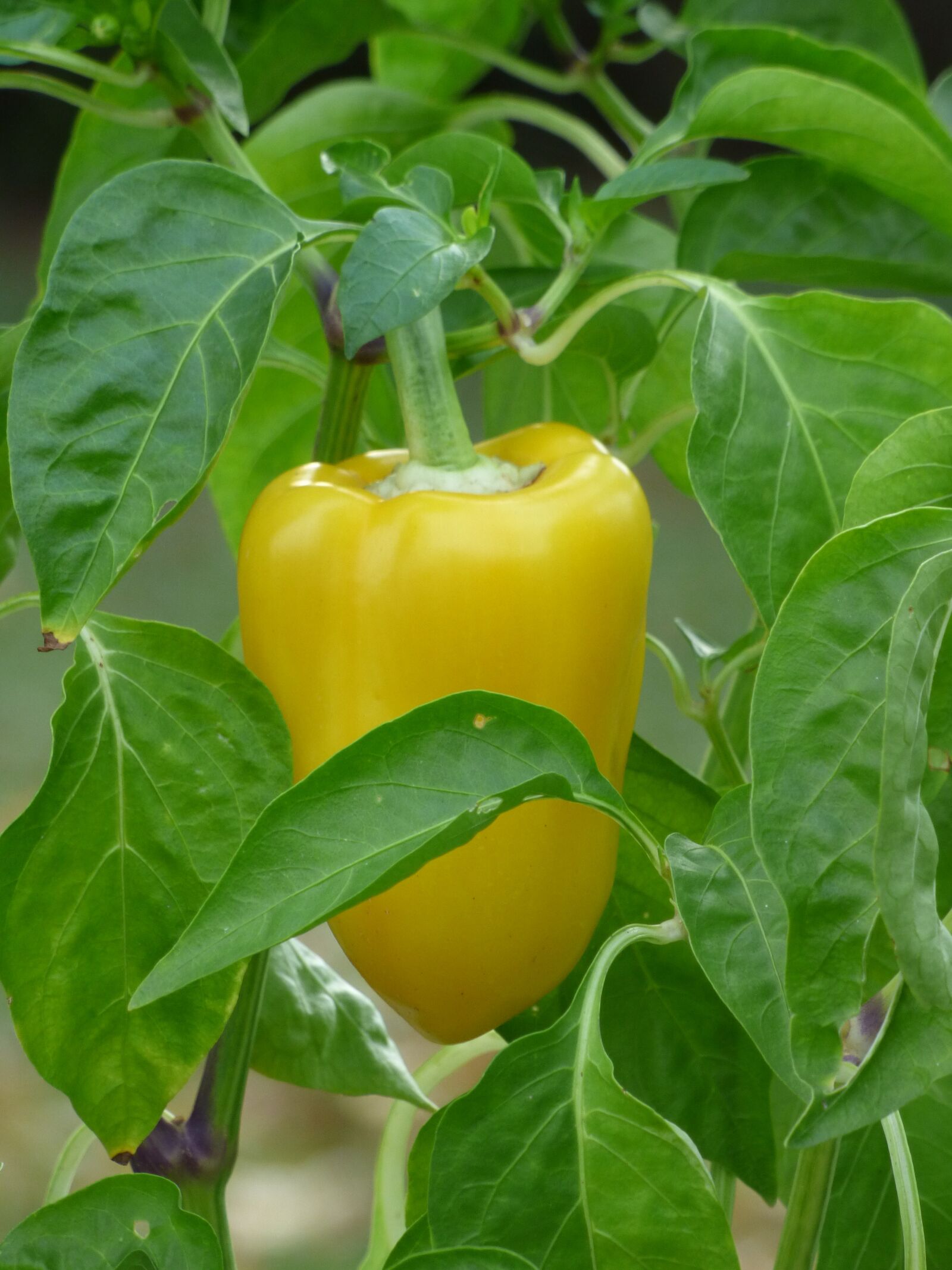 Panasonic DMC-FZ72 sample photo. Pepper, vegetable, yellow photography