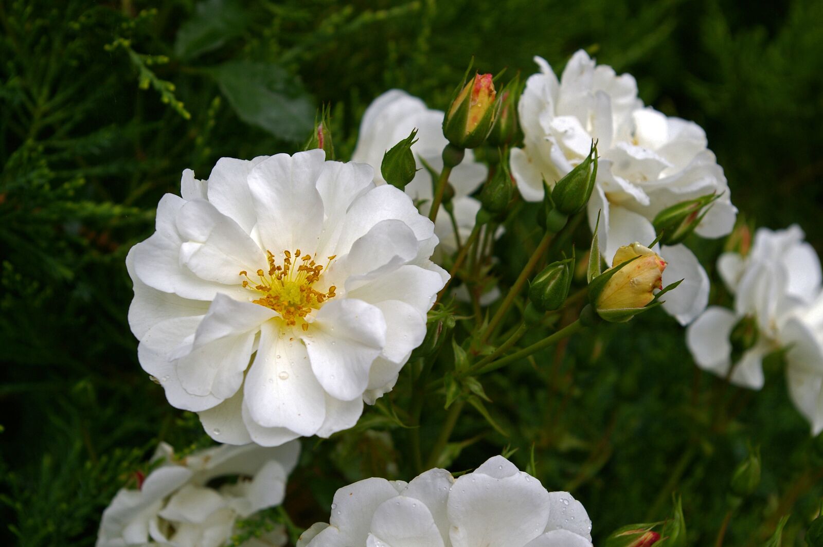 Pentax *ist DL2 sample photo. White rose, rose, blossom photography