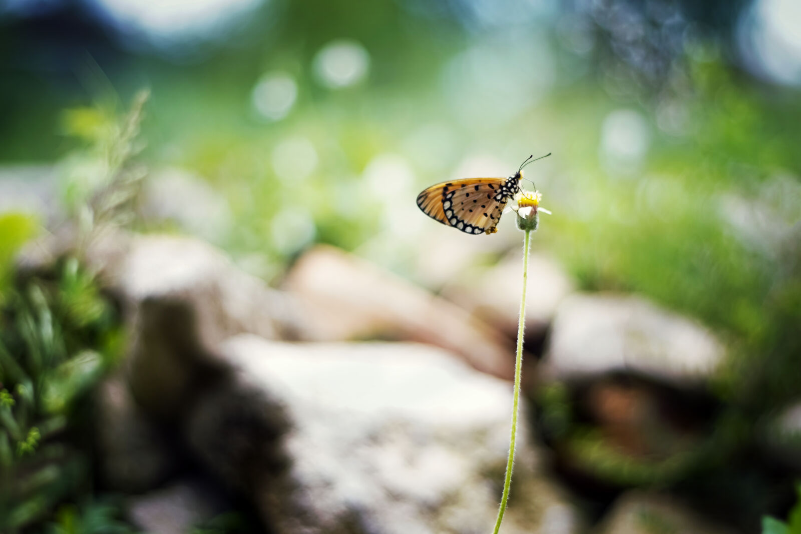 Sony a6000 + Sony DT 50mm F1.8 SAM sample photo. Animal, blur, butterfly, close photography