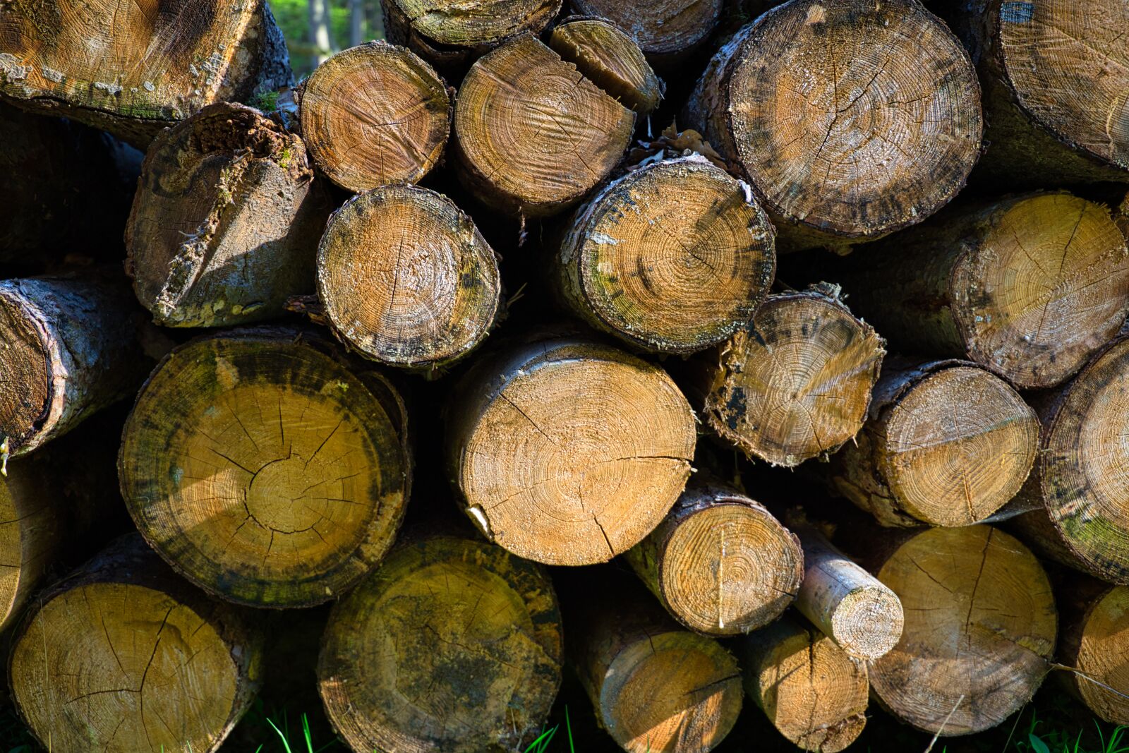 Canon EF 24-105mm F3.5-5.6 IS STM sample photo. Wood, strains, tree trunks photography