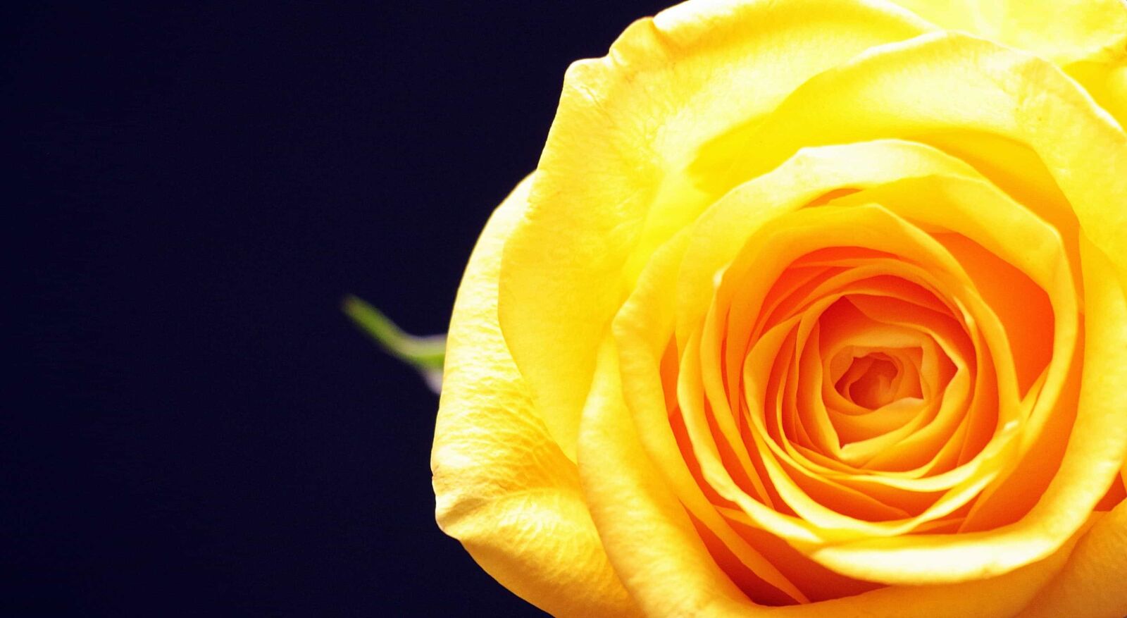Canon EOS 550D (EOS Rebel T2i / EOS Kiss X4) sample photo. Nature, flower, rose, petal photography