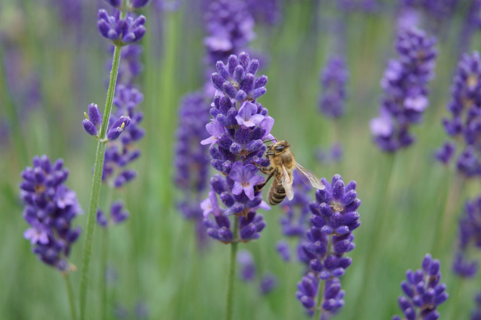 Sony DT 18-55mm F3.5-5.6 SAM II sample photo. Bee photography