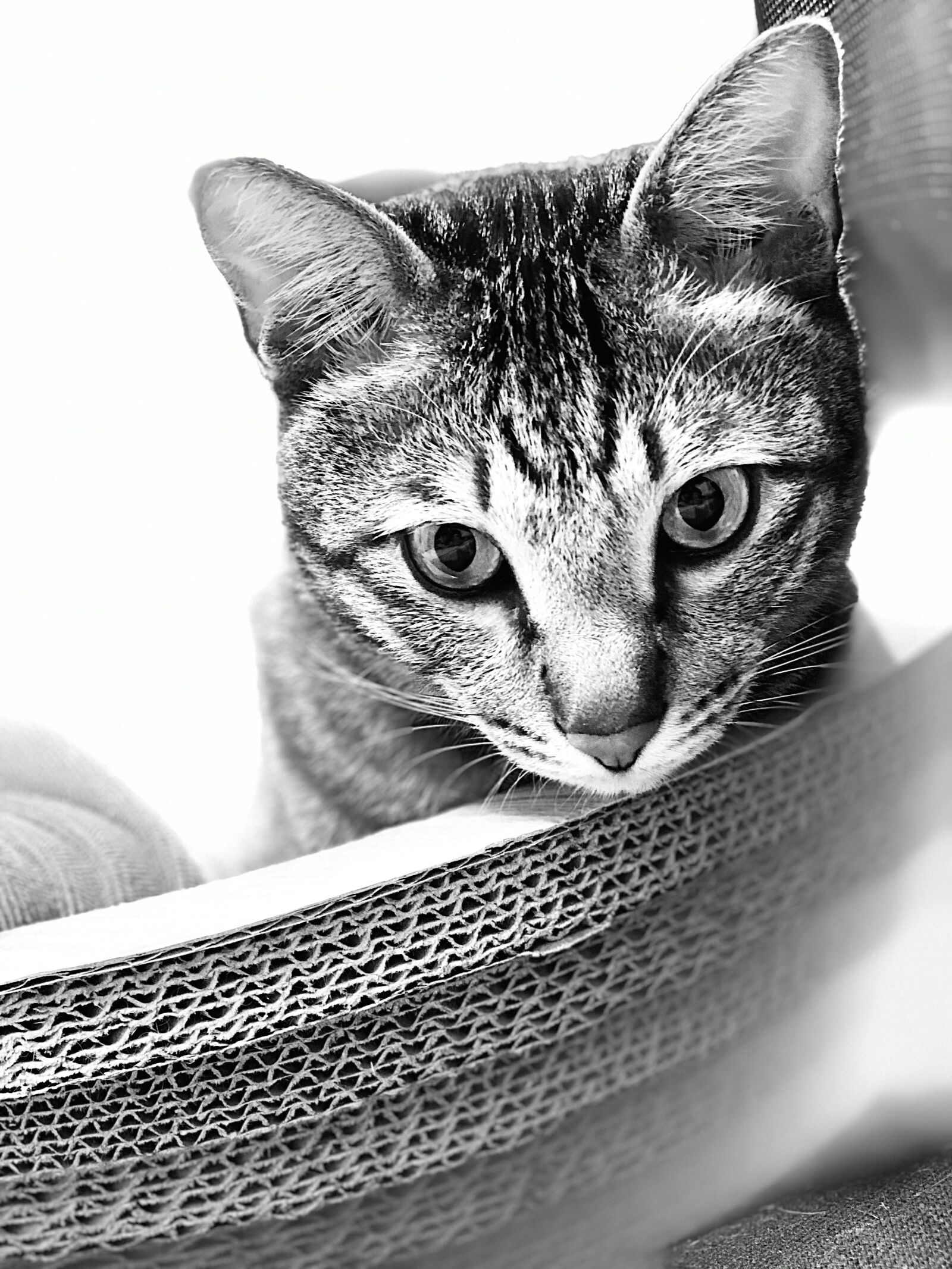 Apple iPhone 11 Pro sample photo. Cat, feline, animal photography